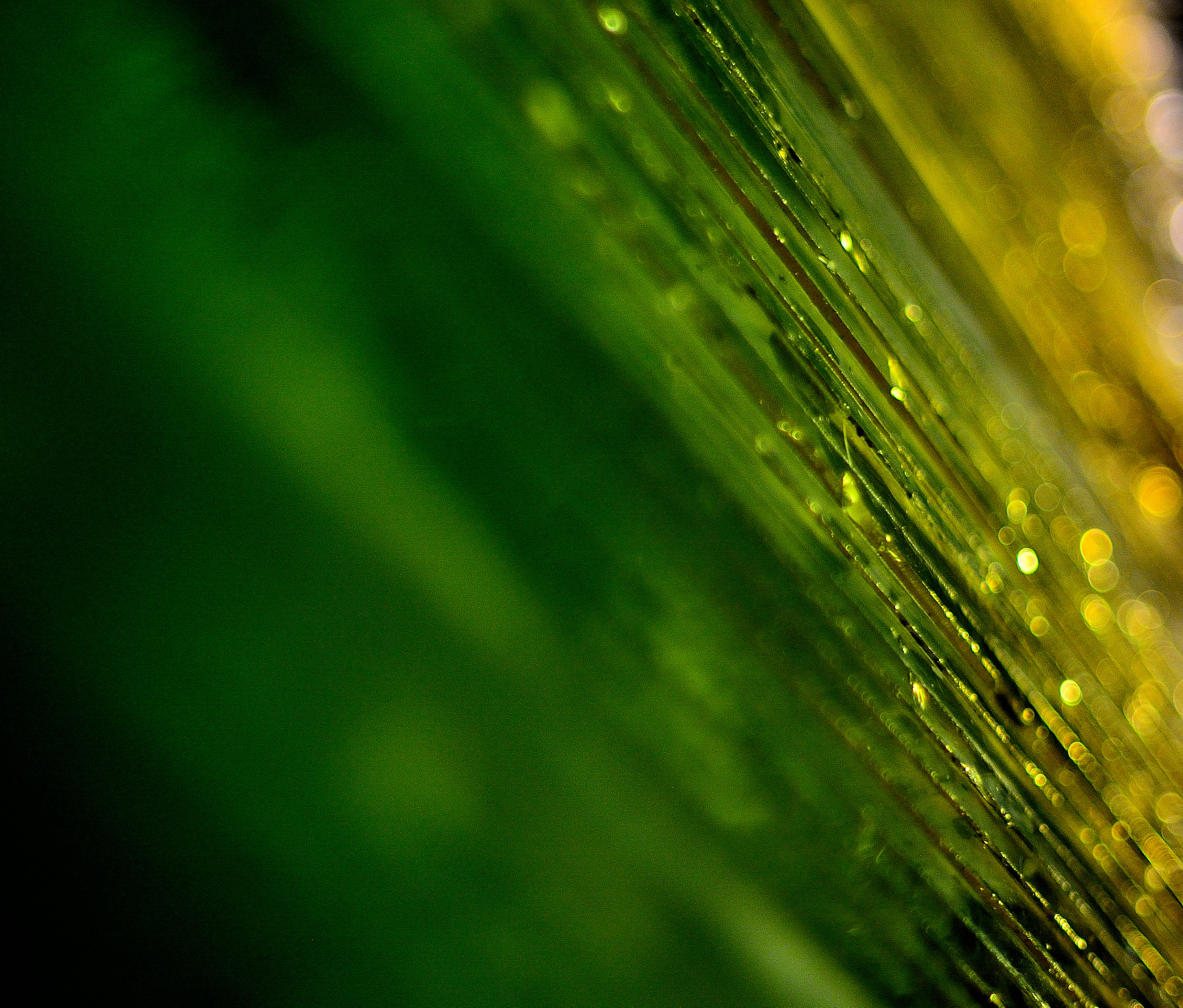 Nikon D5200 + Nikon AF Nikkor 50mm F1.4D sample photo. Color & texture photography