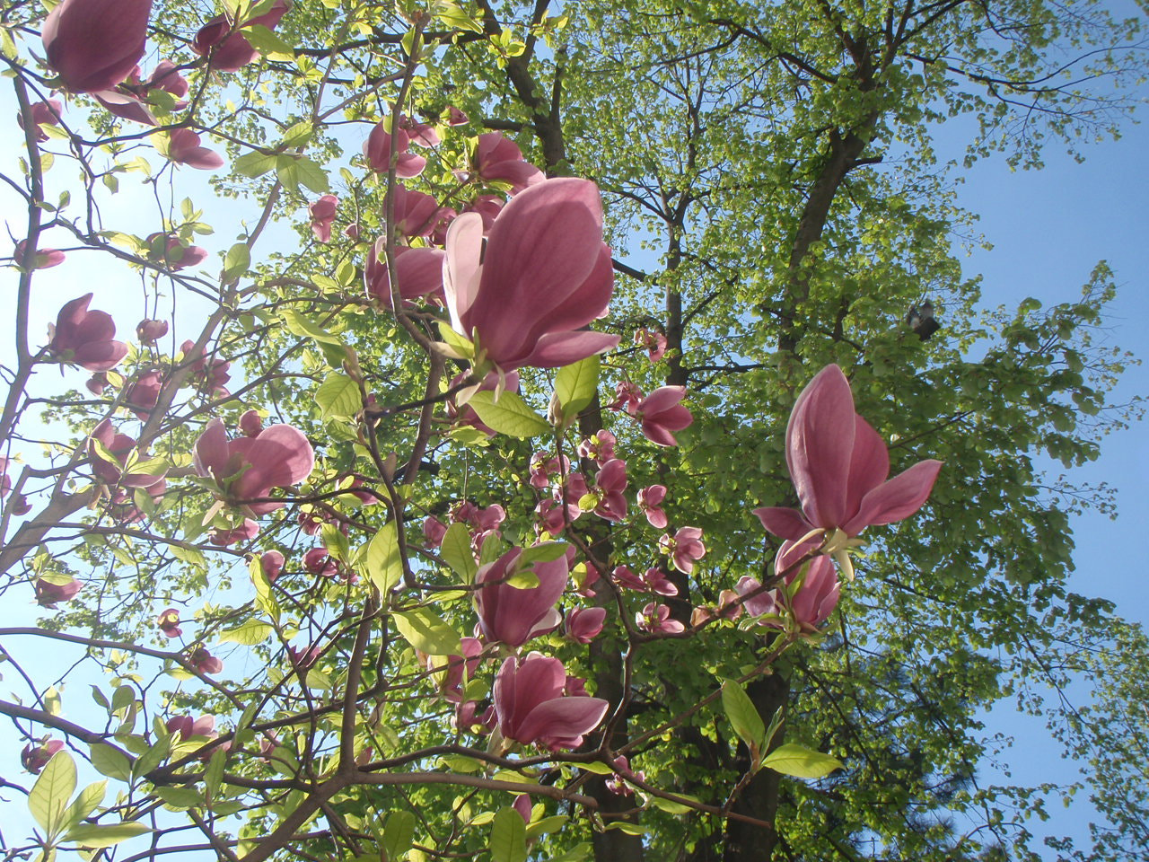 Olympus u850SW,S850SW sample photo. Magnolia_2 photography