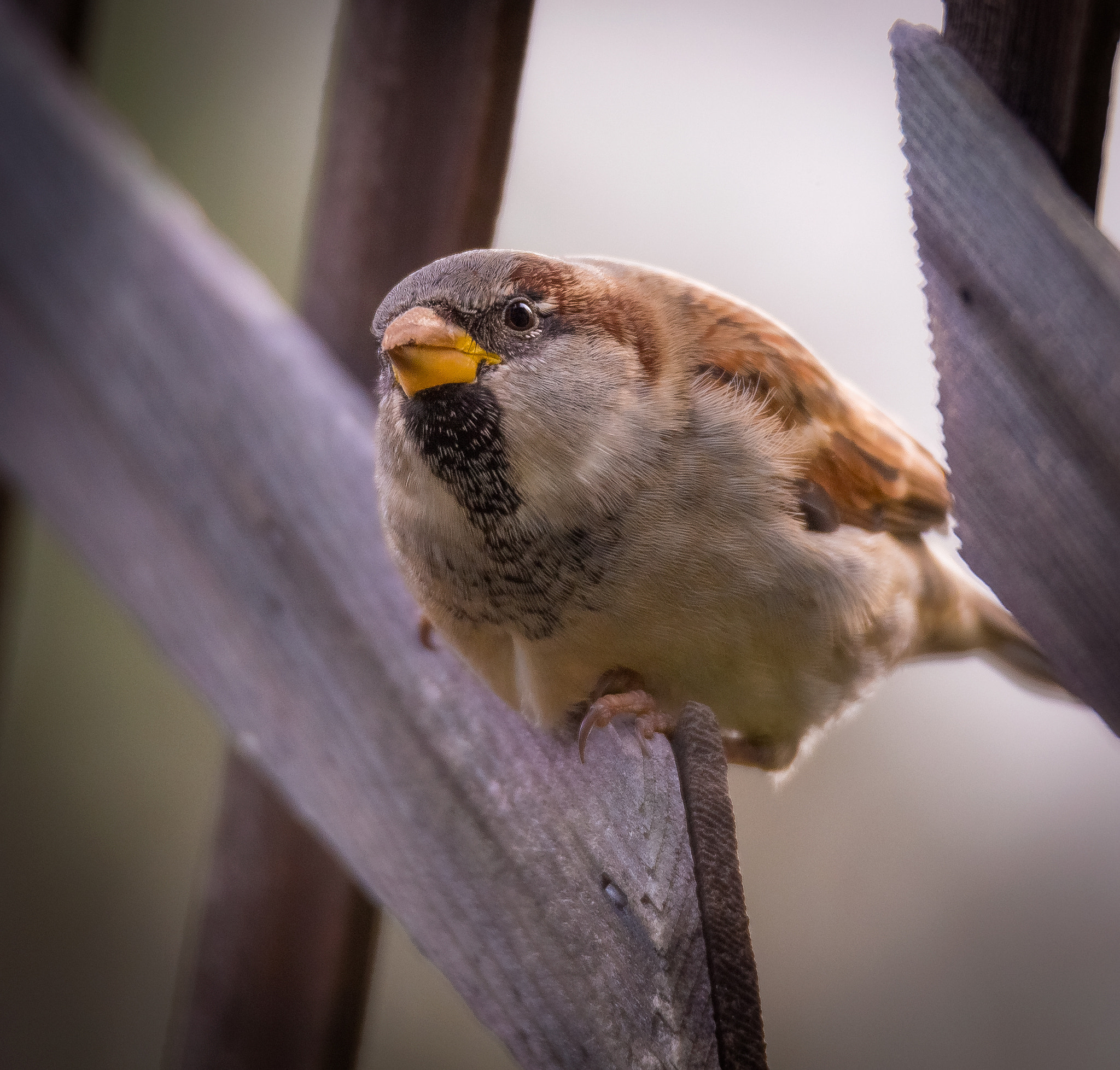 Canon EOS 6D + Tamron SP 150-600mm F5-6.3 Di VC USD sample photo. Sparrow thoughts photography