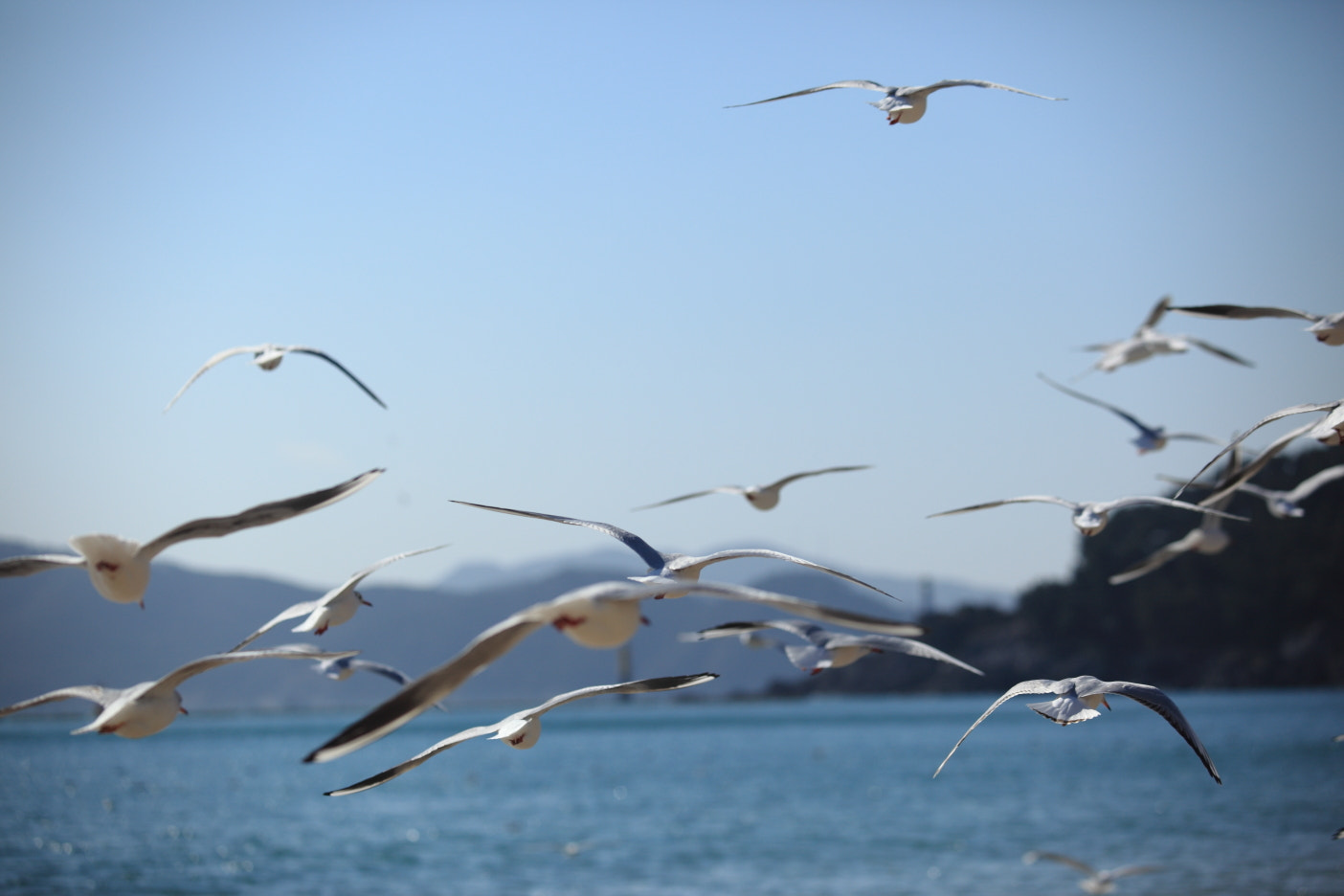Canon EF 80-200mm f/2.8L sample photo. Fly to the sky photography