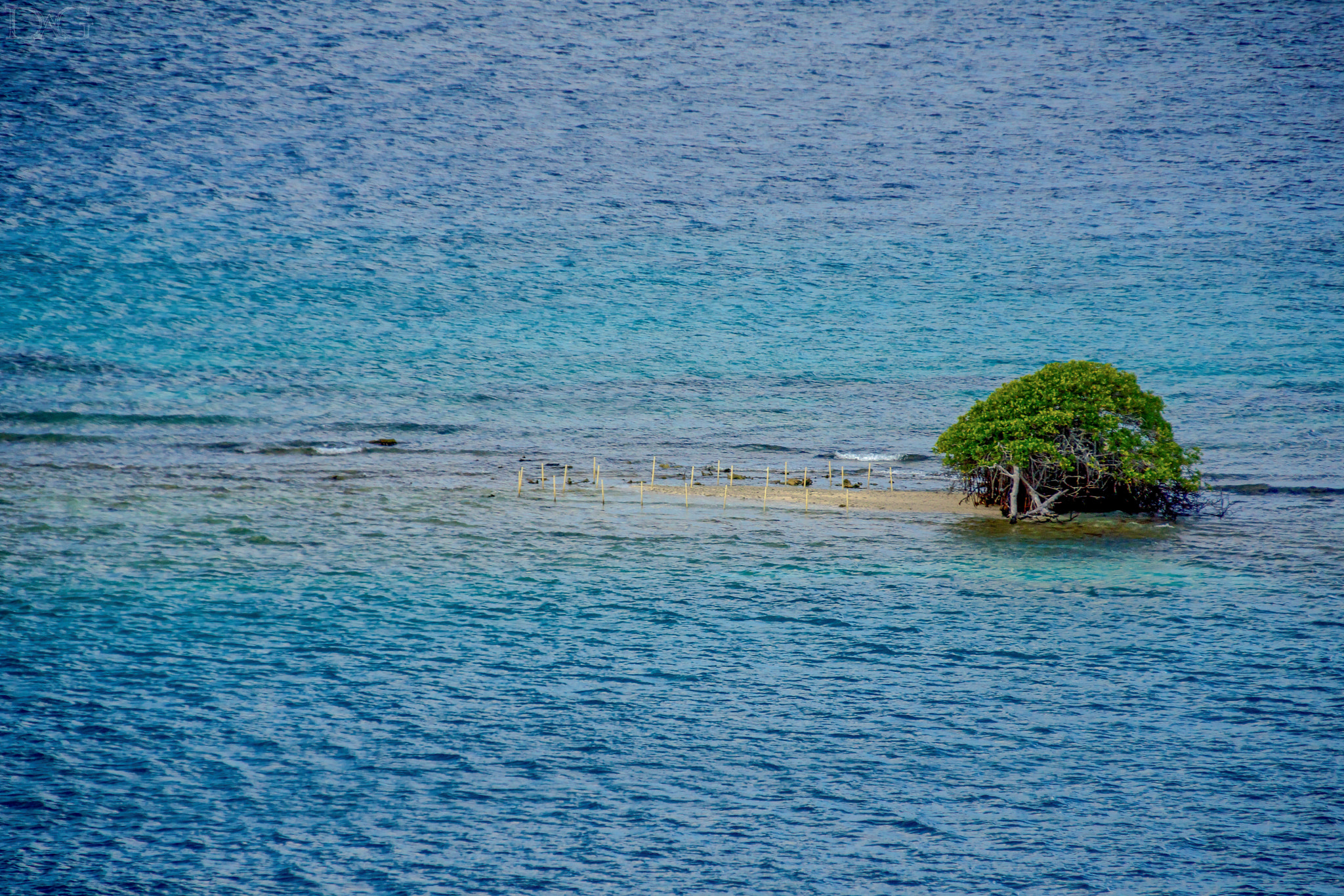 Sony SLT-A77 sample photo. Ein - baum insel - 02 photography