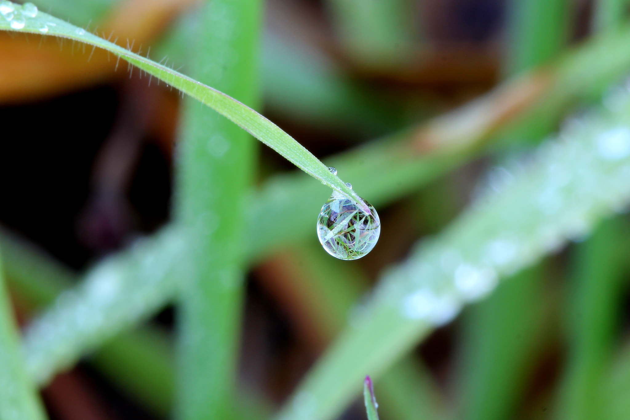 Canon EF 100mm F2.8 Macro USM sample photo. Gotita photography