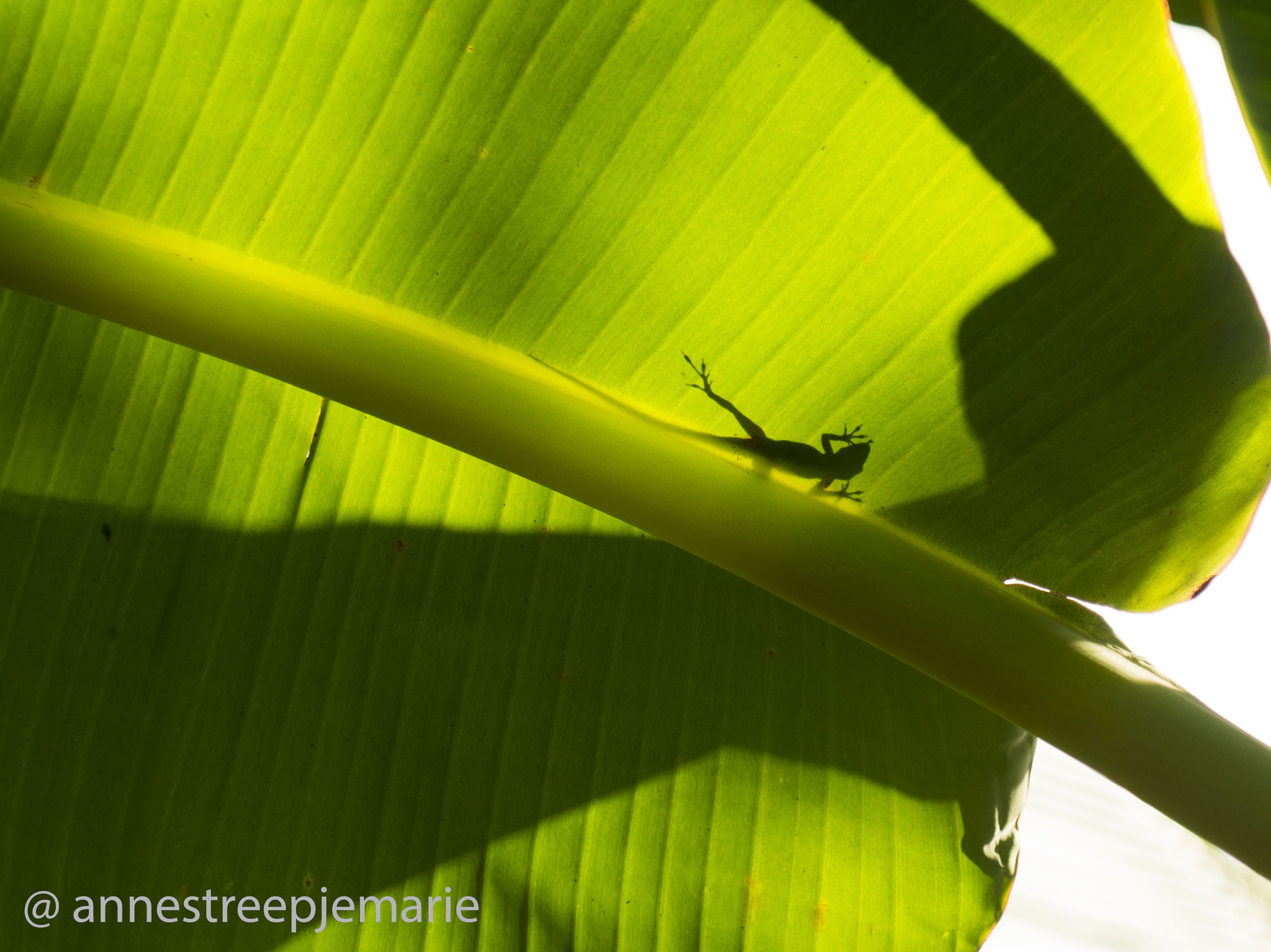 Sony DT 16-105mm F3.5-5.6 sample photo. Lizard photography