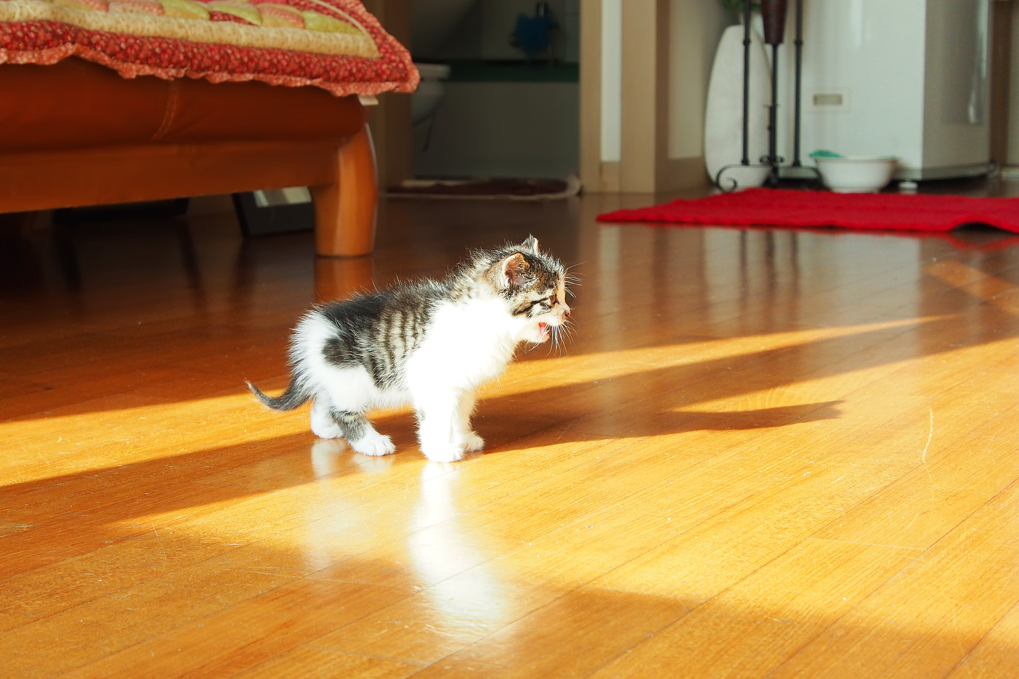 Olympus PEN E-P5 sample photo. Kitten photography