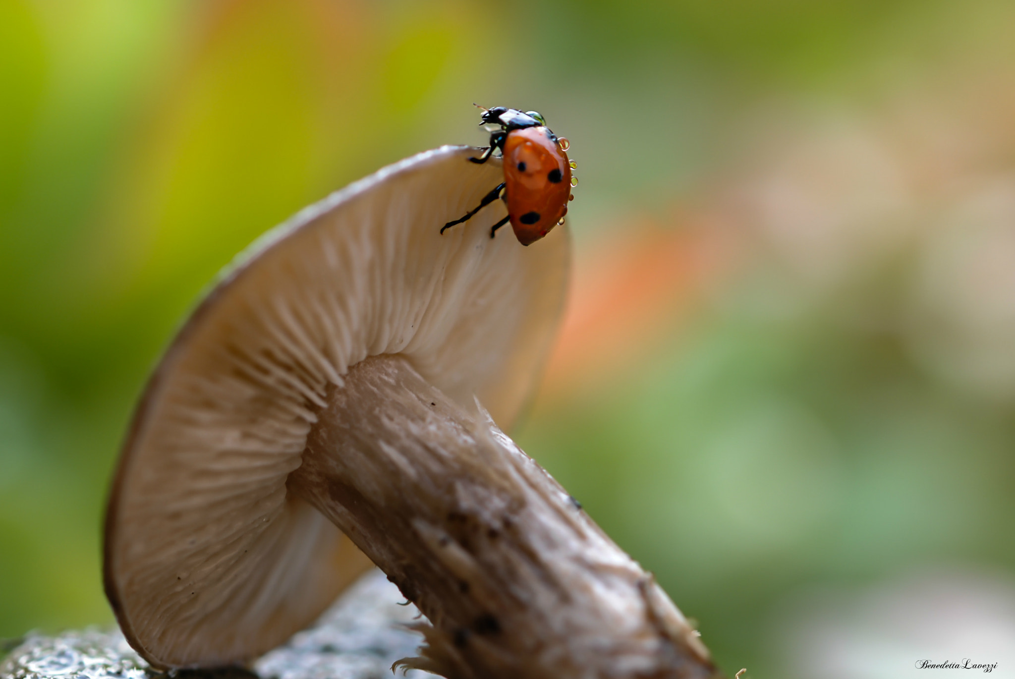 Sigma 105mm F2.8 EX DG OS HSM sample photo. Ricordi photography