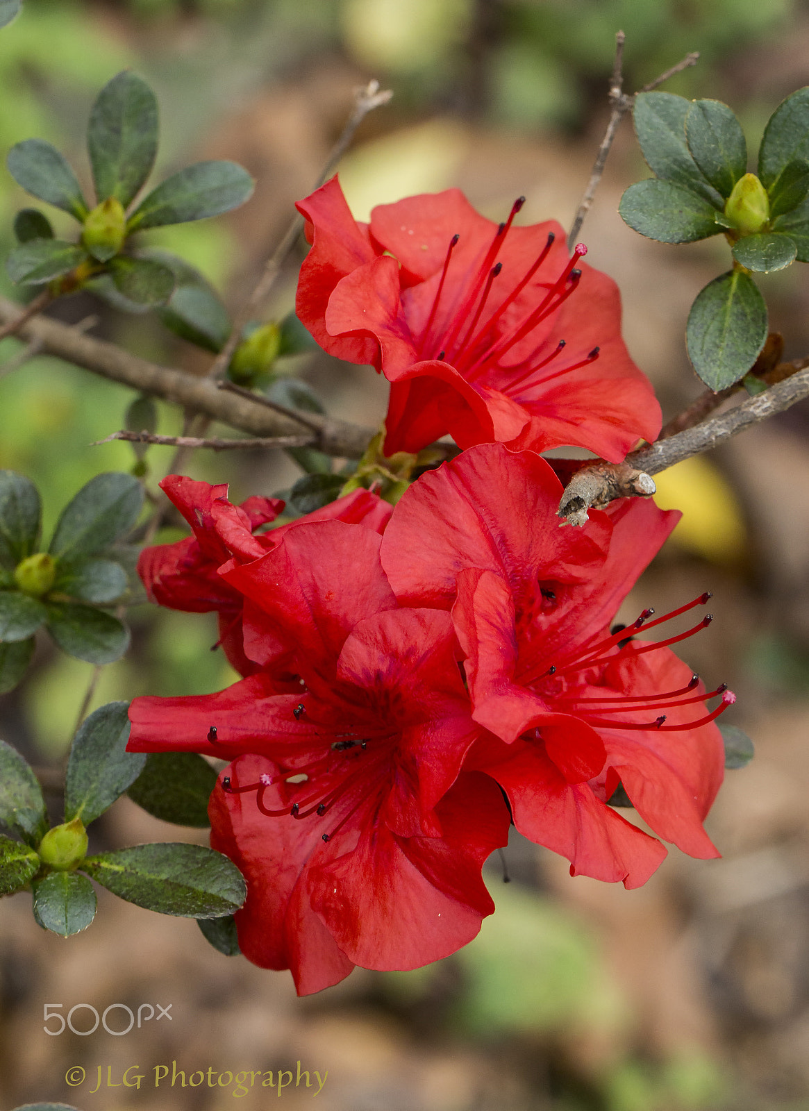 Canon EOS 650D (EOS Rebel T4i / EOS Kiss X6i) sample photo. Red blush photography