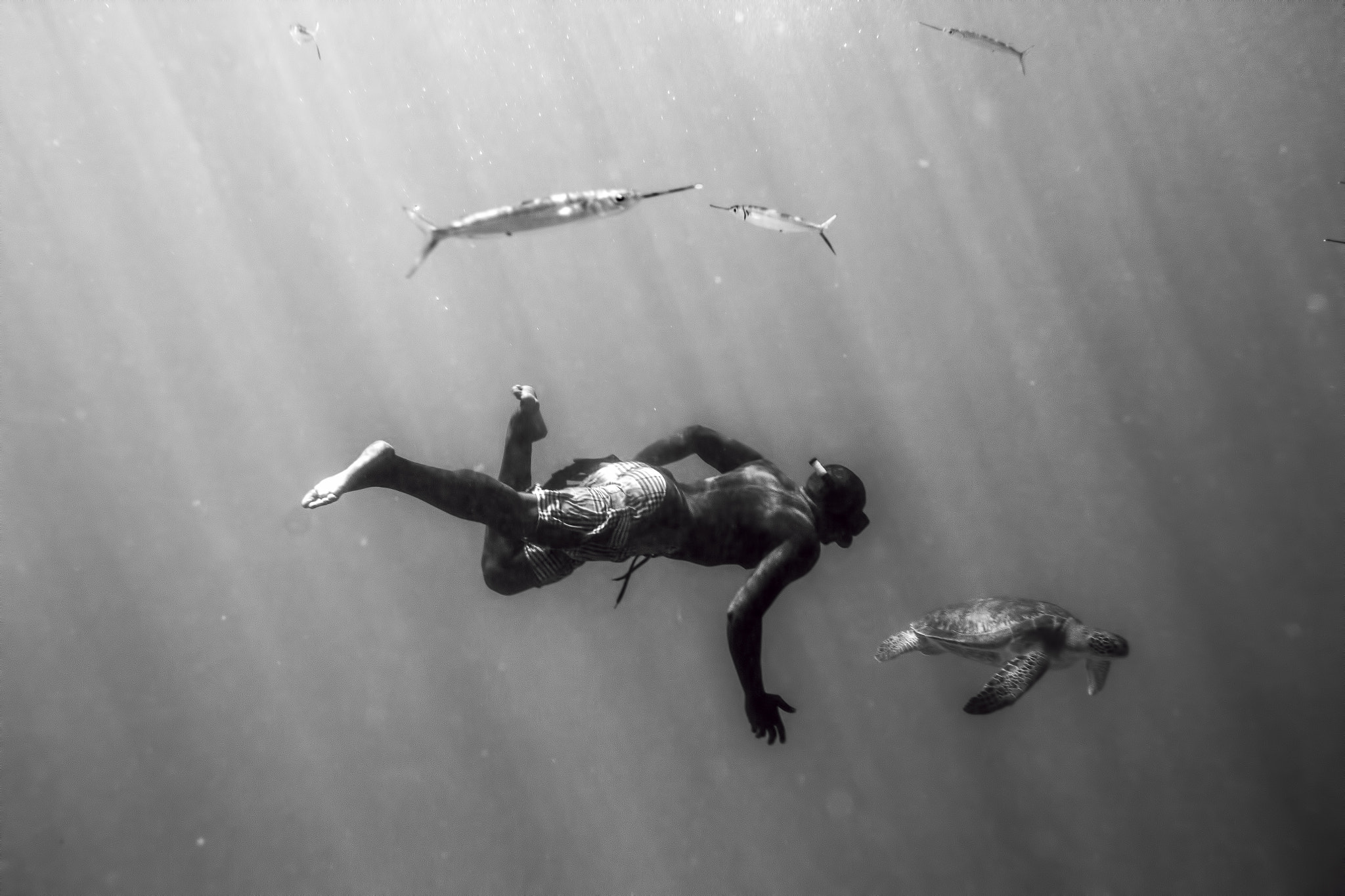 Canon EF 24mm F1.4L II USM sample photo. Diving with a turtle photography