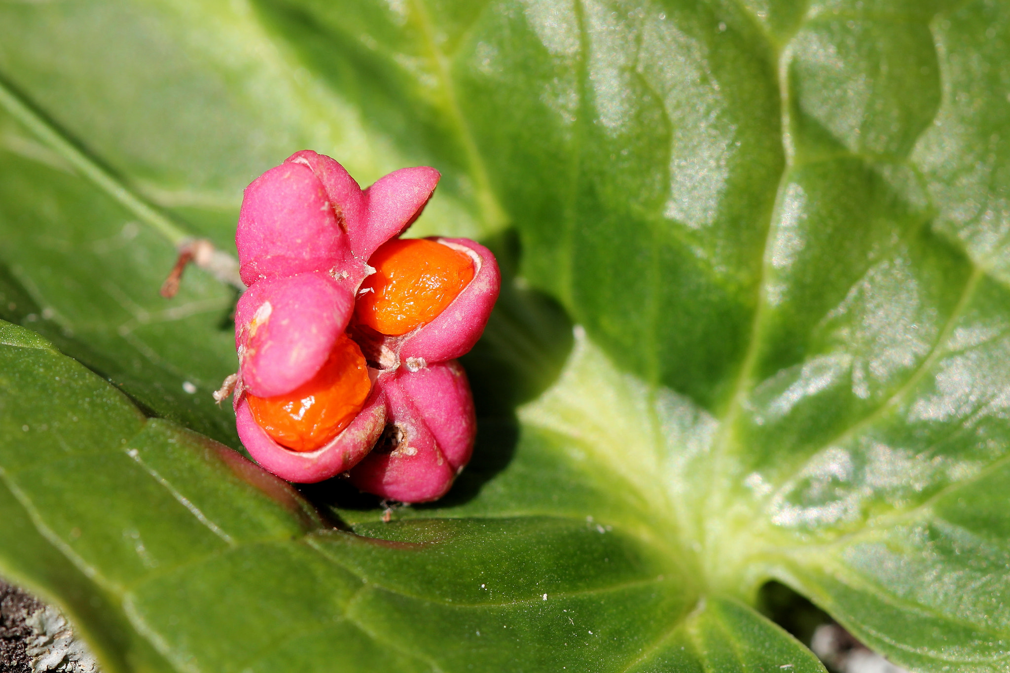 Canon EF 100mm F2.8 Macro USM sample photo. Semilla photography