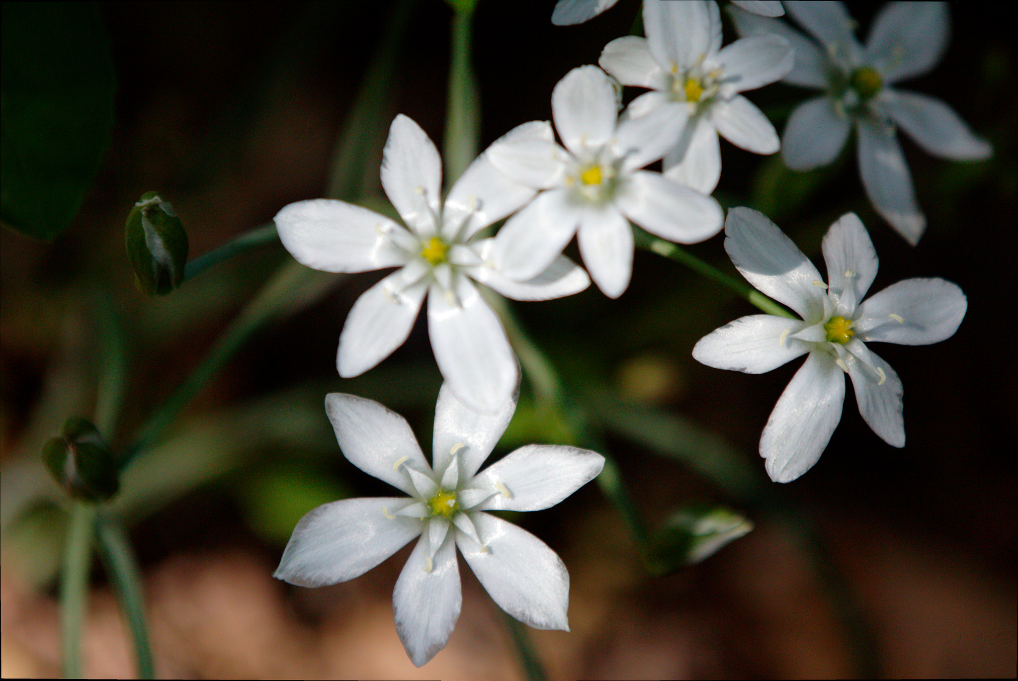 Canon EF 70-200mm F2.8L IS II USM sample photo. Flower photography