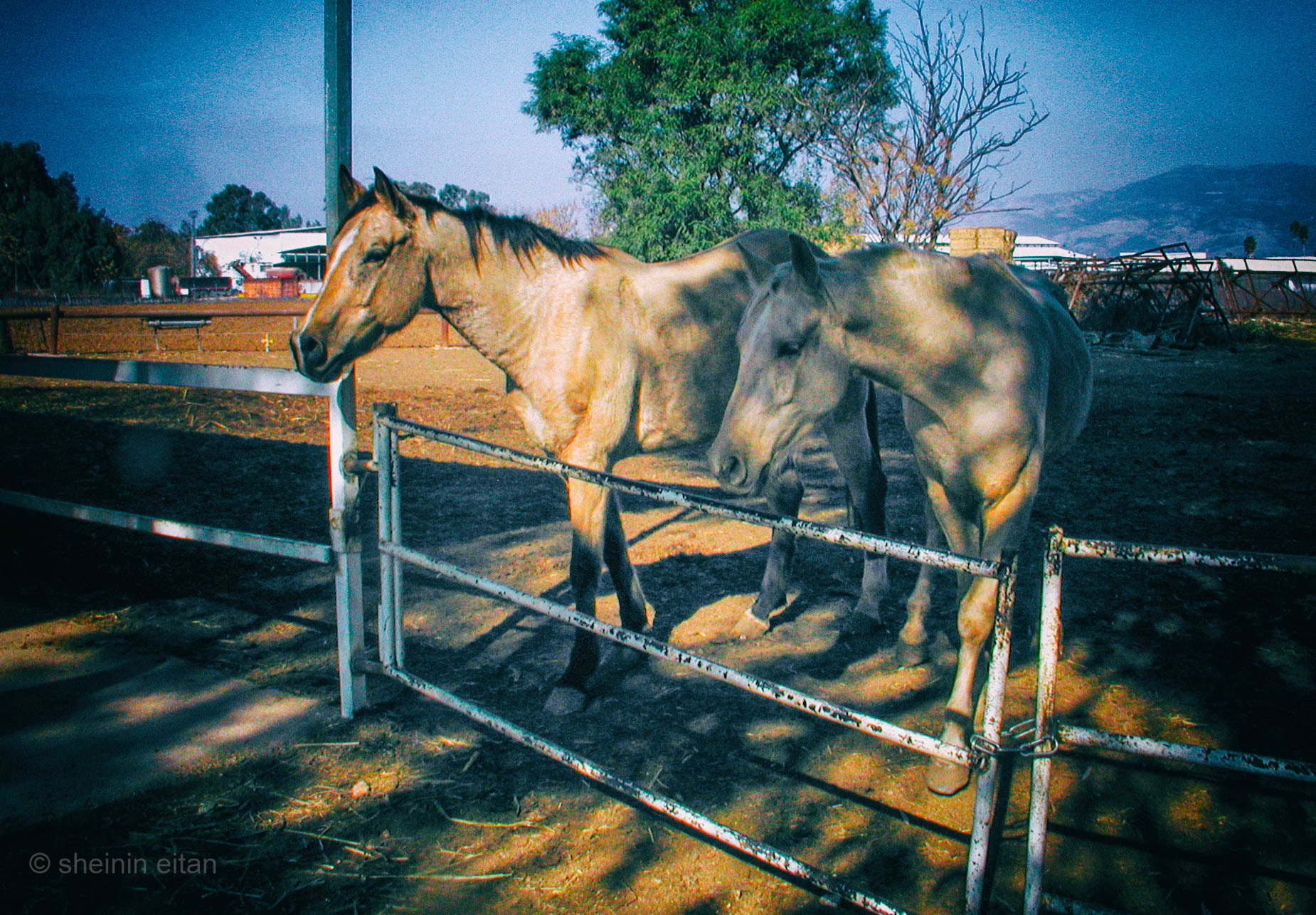 Olympus C3040Z sample photo. Horses photography