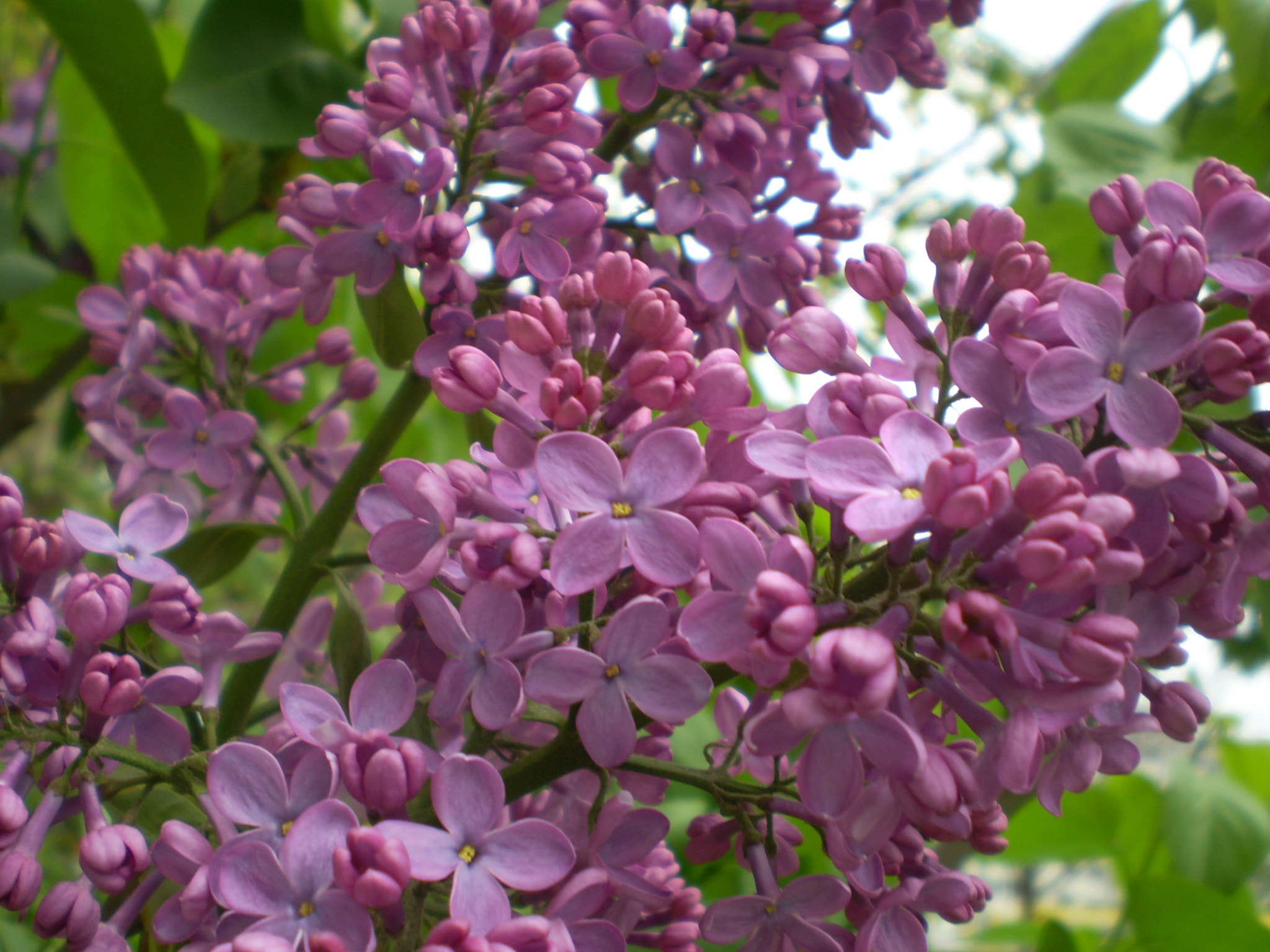 Olympus FE210,X775 sample photo. Lilac photography