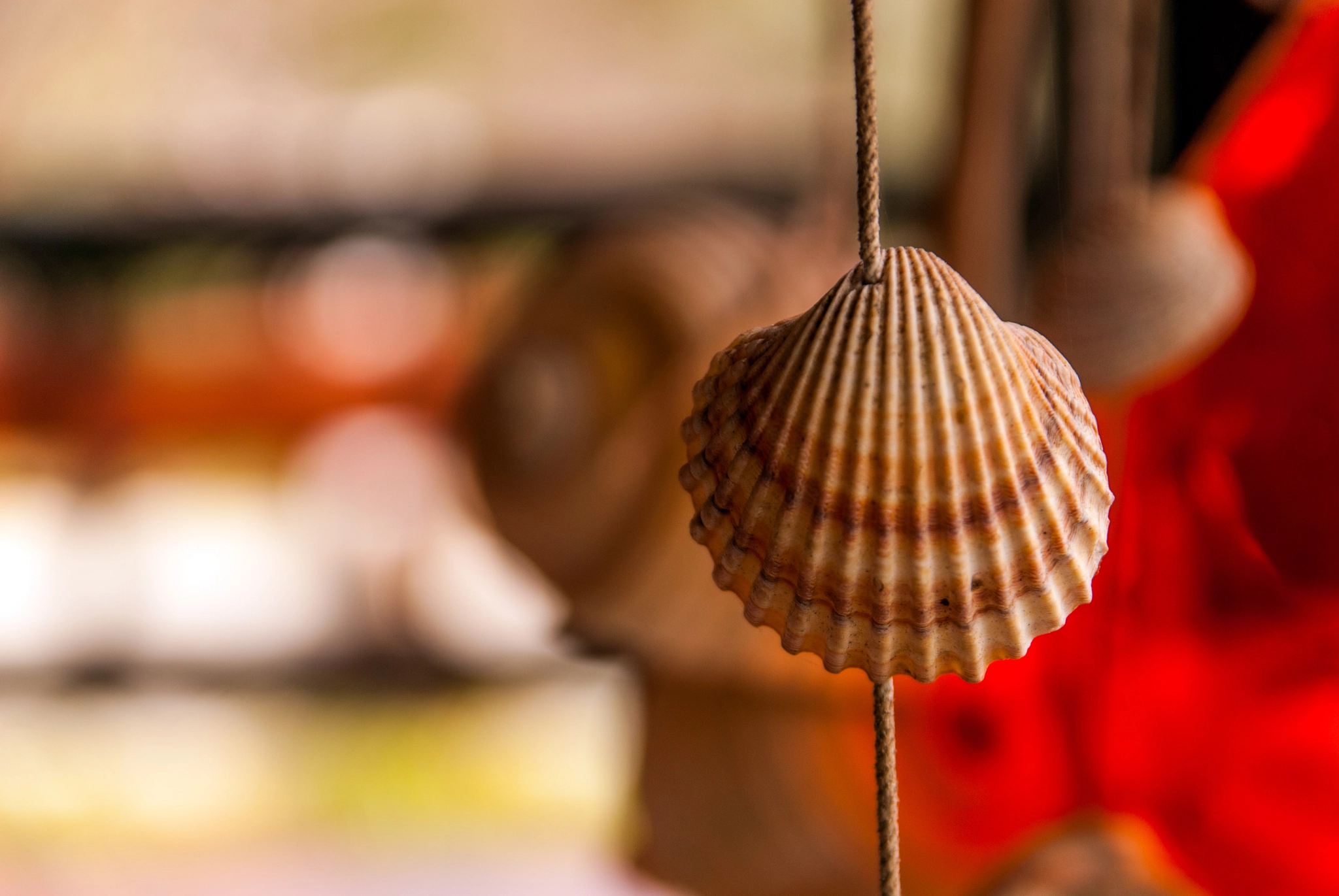 Sigma 17-70mm F2.8-4 DC Macro OS HSM sample photo. Hanging seashell photography