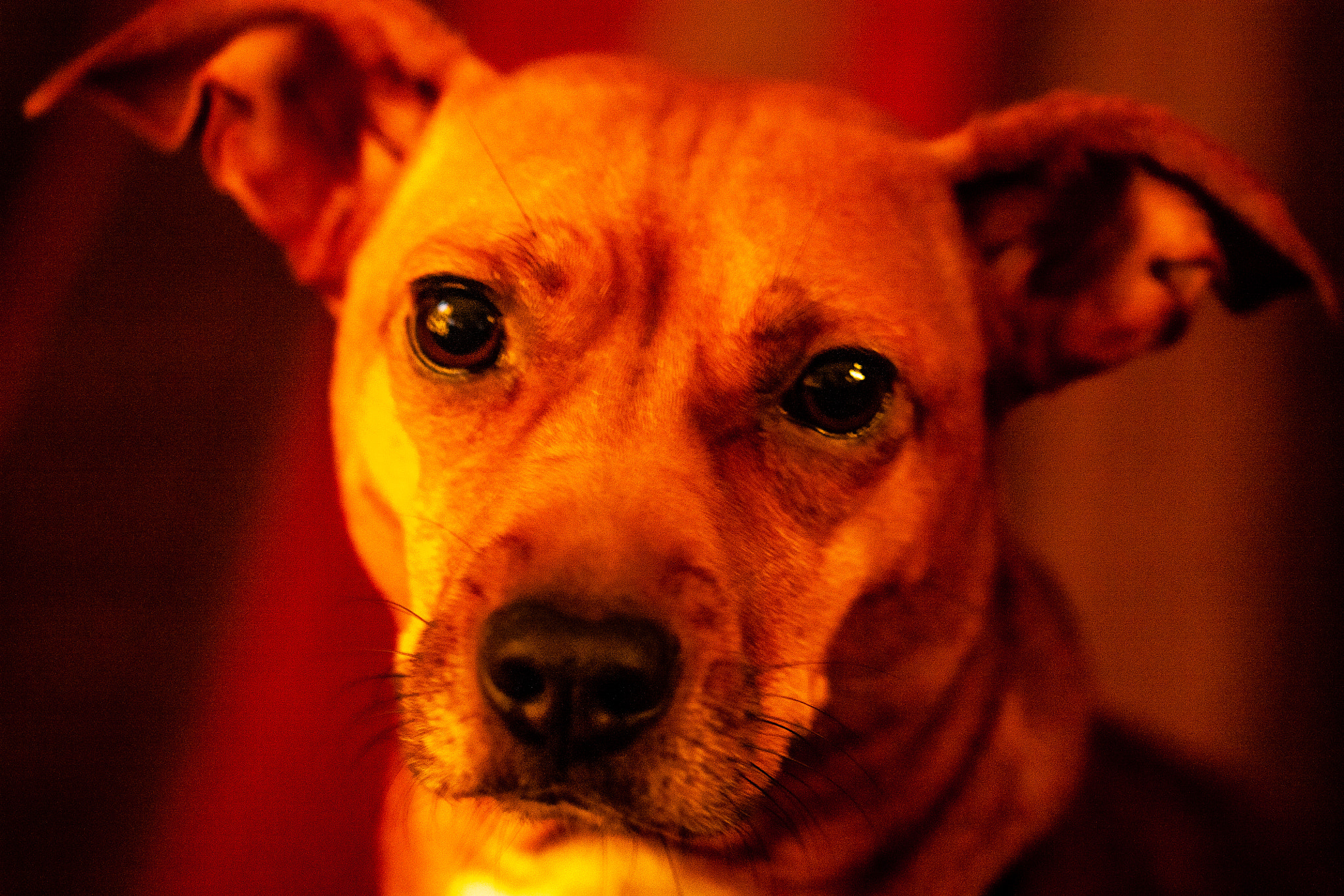 Canon EOS 450D (EOS Rebel XSi / EOS Kiss X2) sample photo. My sweet muse, pippi. photography
