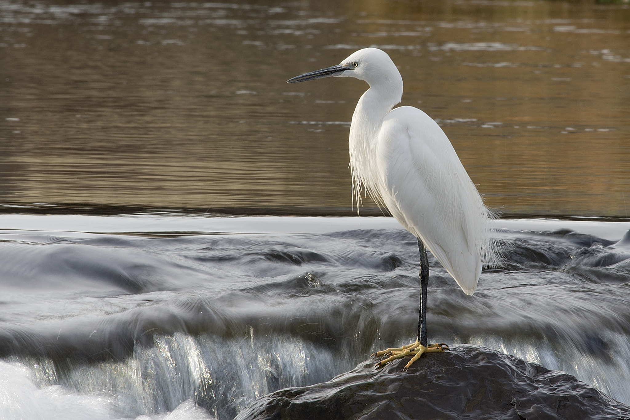 Pentax smc DA* 300mm F4.0 ED (IF) SDM sample photo. Aigrette garzette. photography