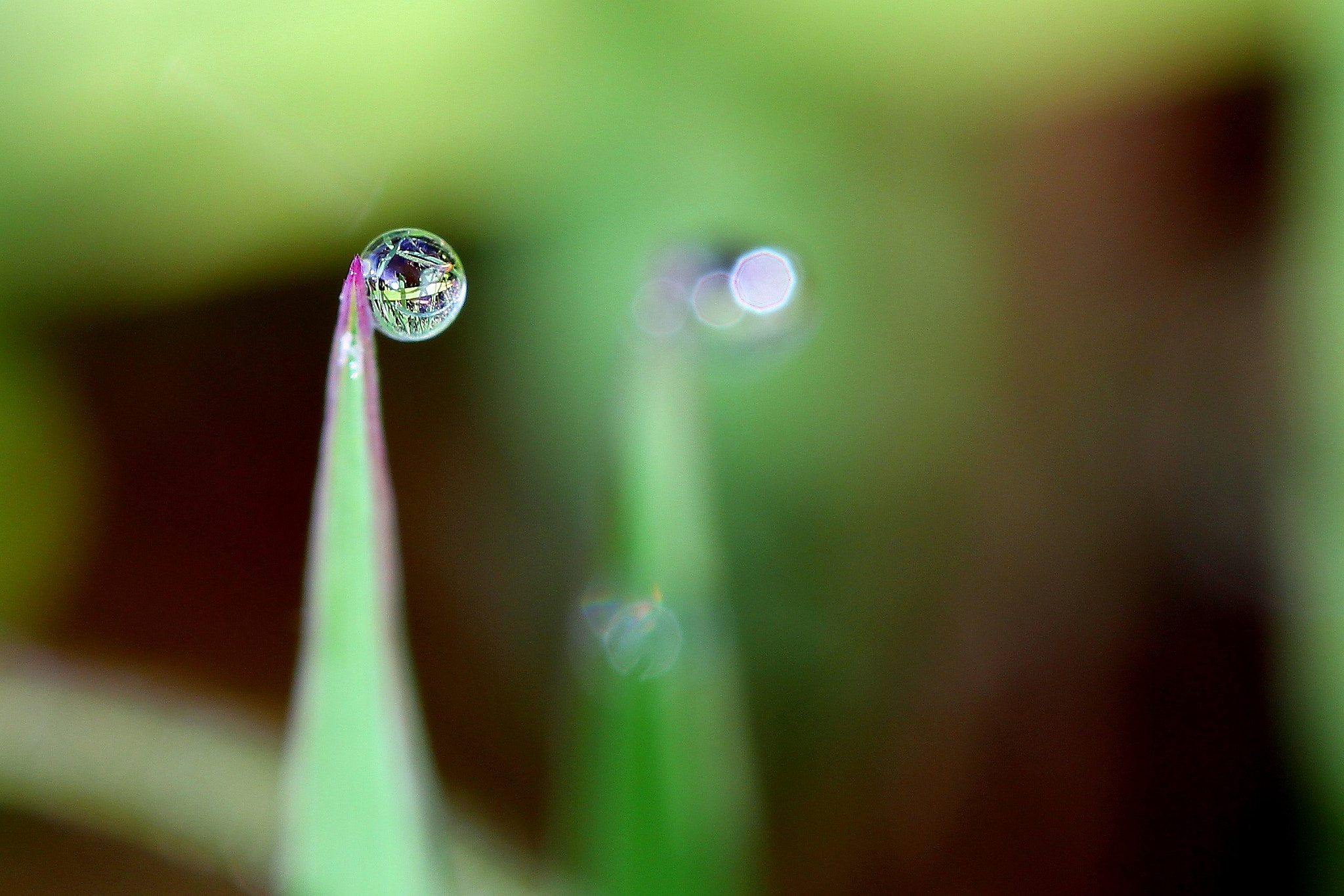 Canon EF 100mm F2.8 Macro USM sample photo. Gotita 2 photography