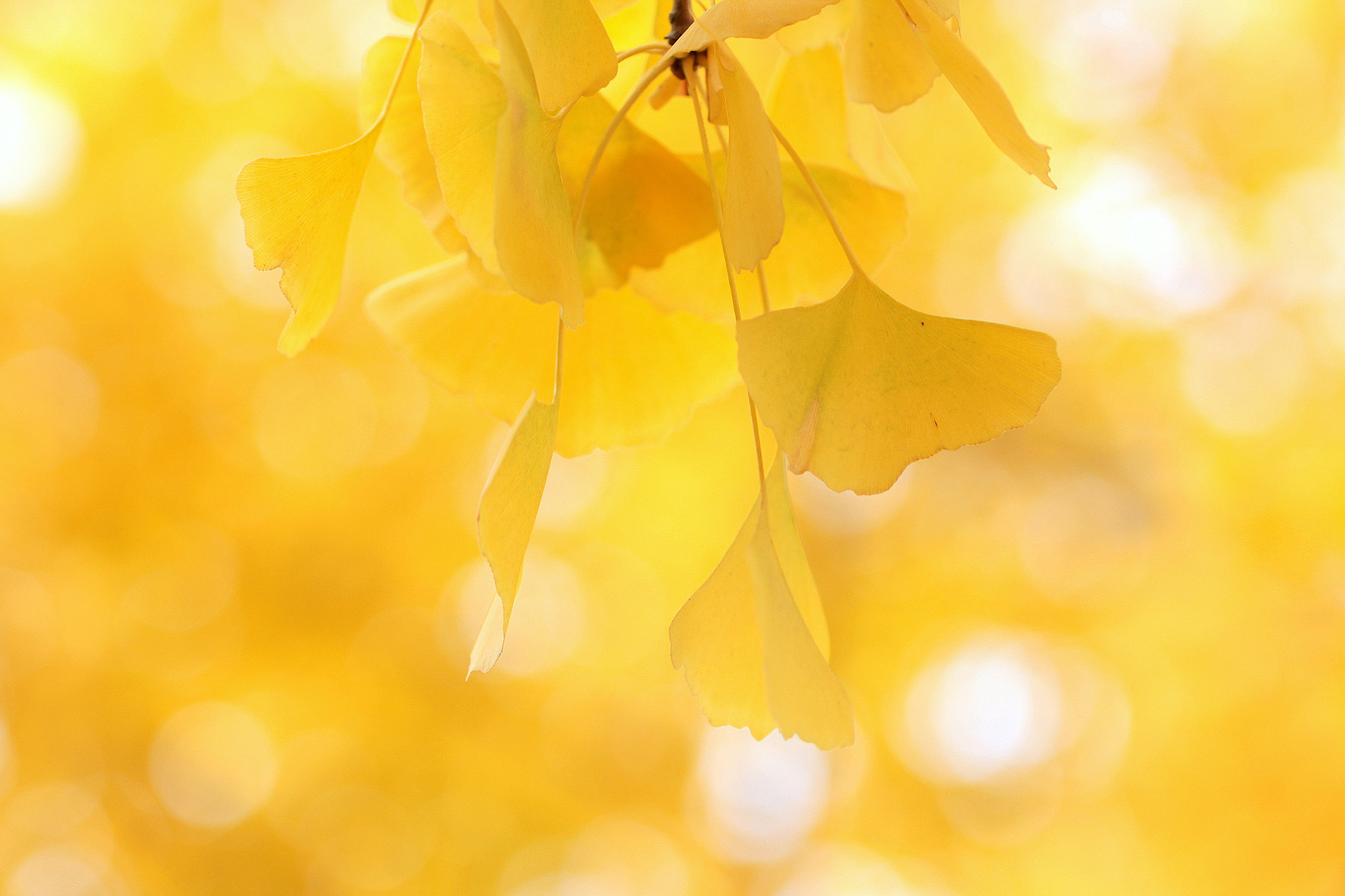 Canon EOS 650D (EOS Rebel T4i / EOS Kiss X6i) sample photo. Yellow light photography