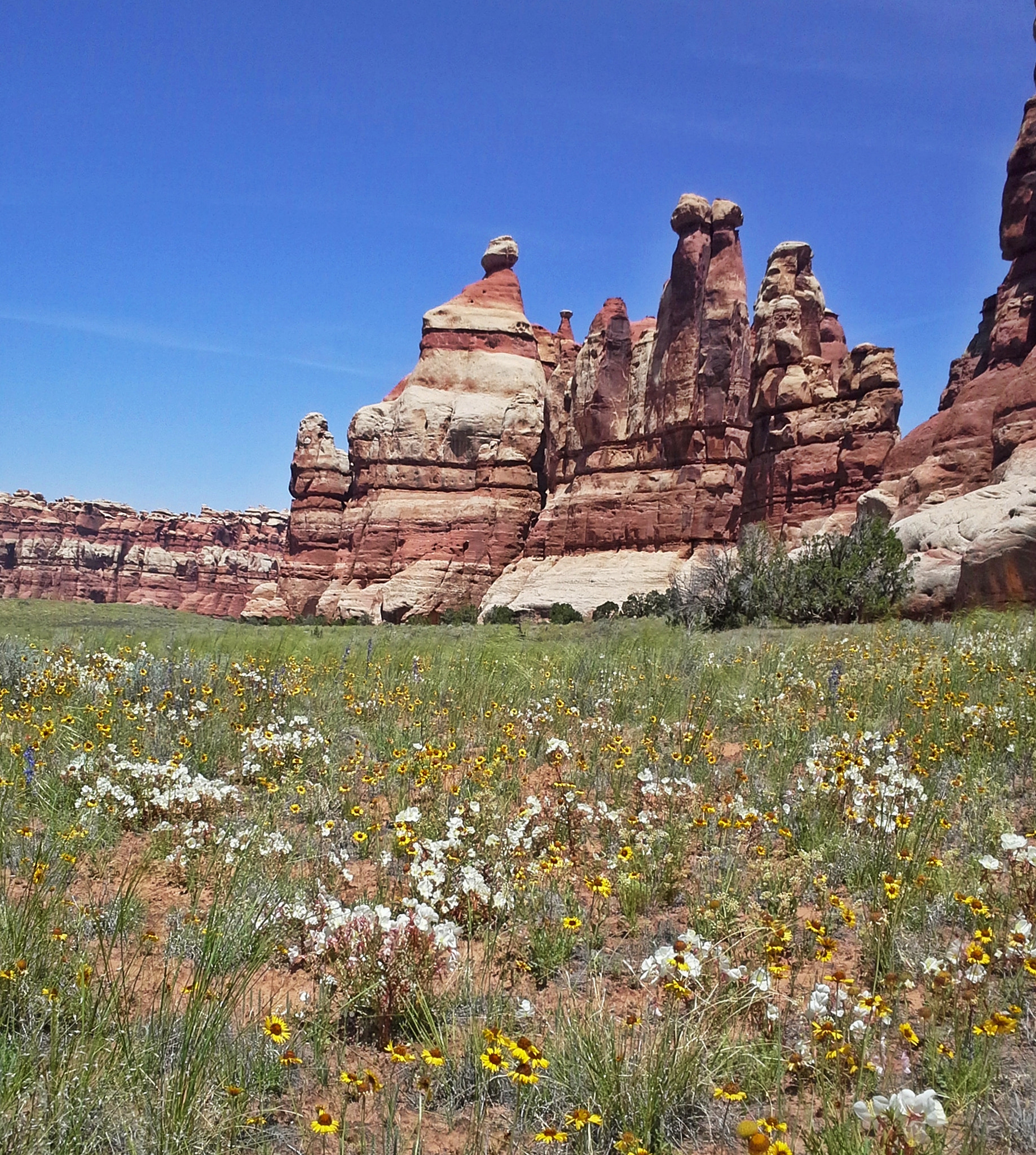 Samsung Galaxy Rugby Pro sample photo. Desert wildflowers photography