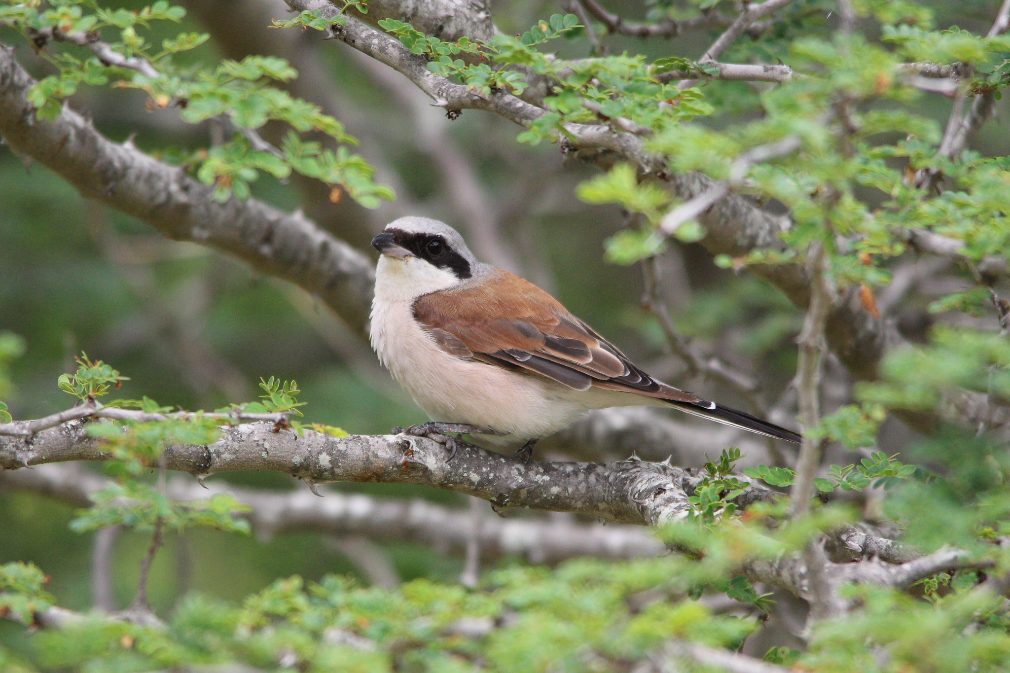 Canon EOS 650D (EOS Rebel T4i / EOS Kiss X6i) + Sigma 150-500mm F5-6.3 DG OS HSM sample photo. Red-backed shrike photography