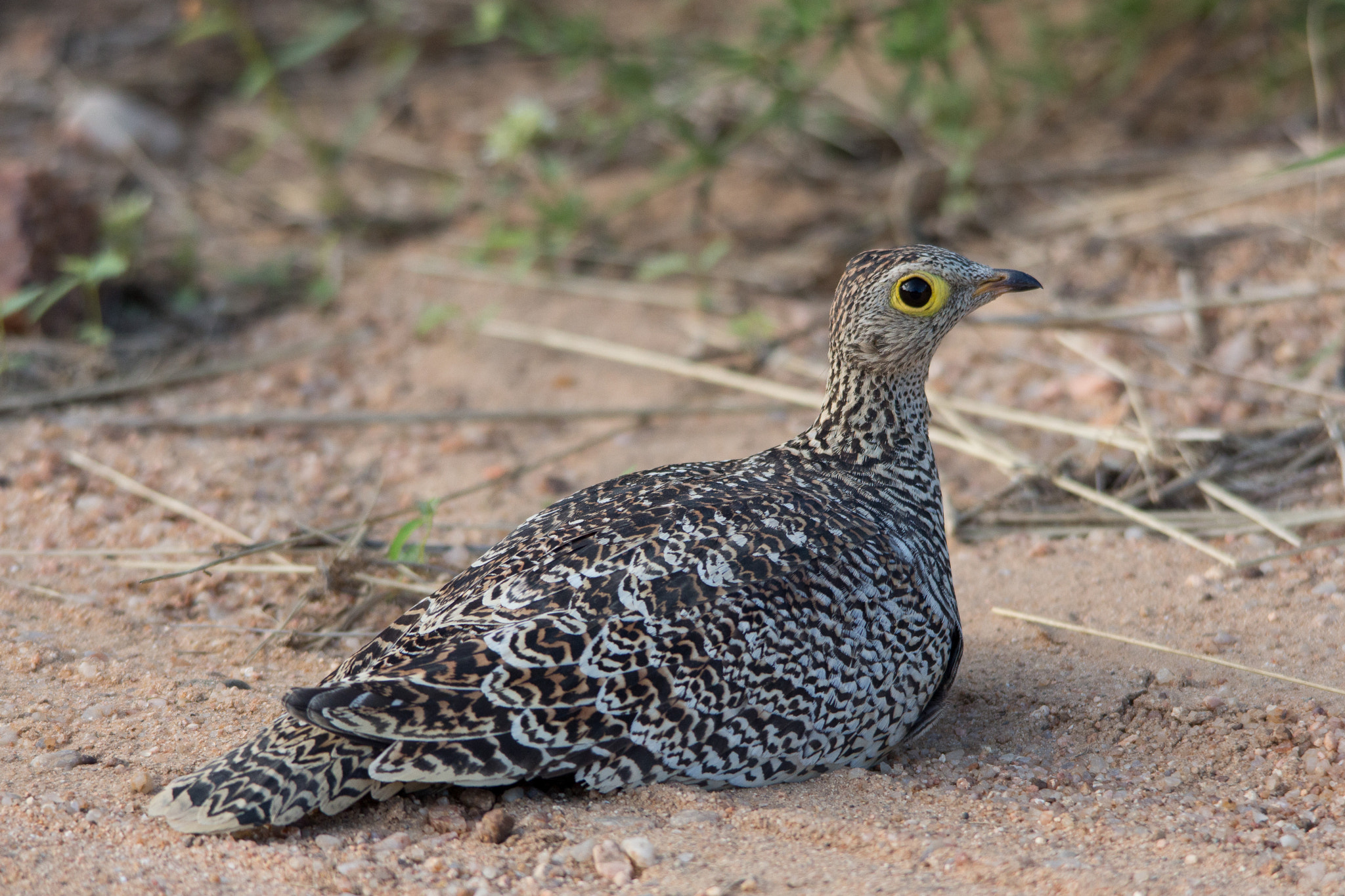 Sigma 150-500mm F5-6.3 DG OS HSM sample photo. Sandgrouse photography