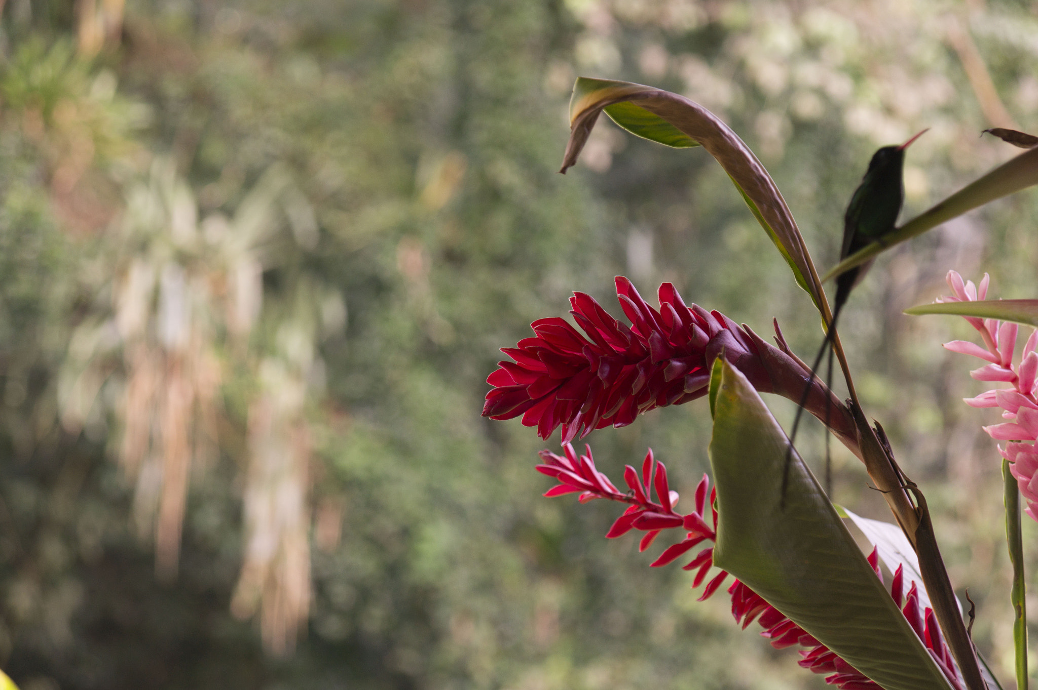 Sony DT 16-105mm F3.5-5.6 sample photo. Hummingbird photography