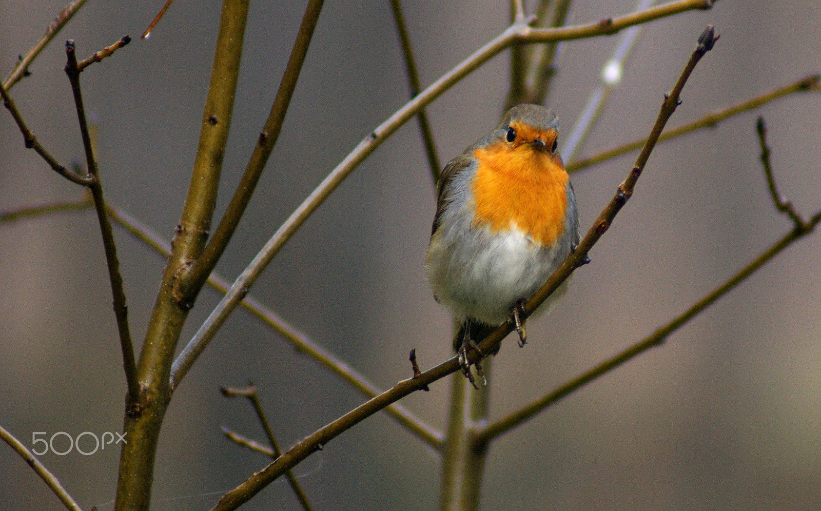 Sony 75-300mm F4.5-5.6 sample photo. Mr.red robin birds photography