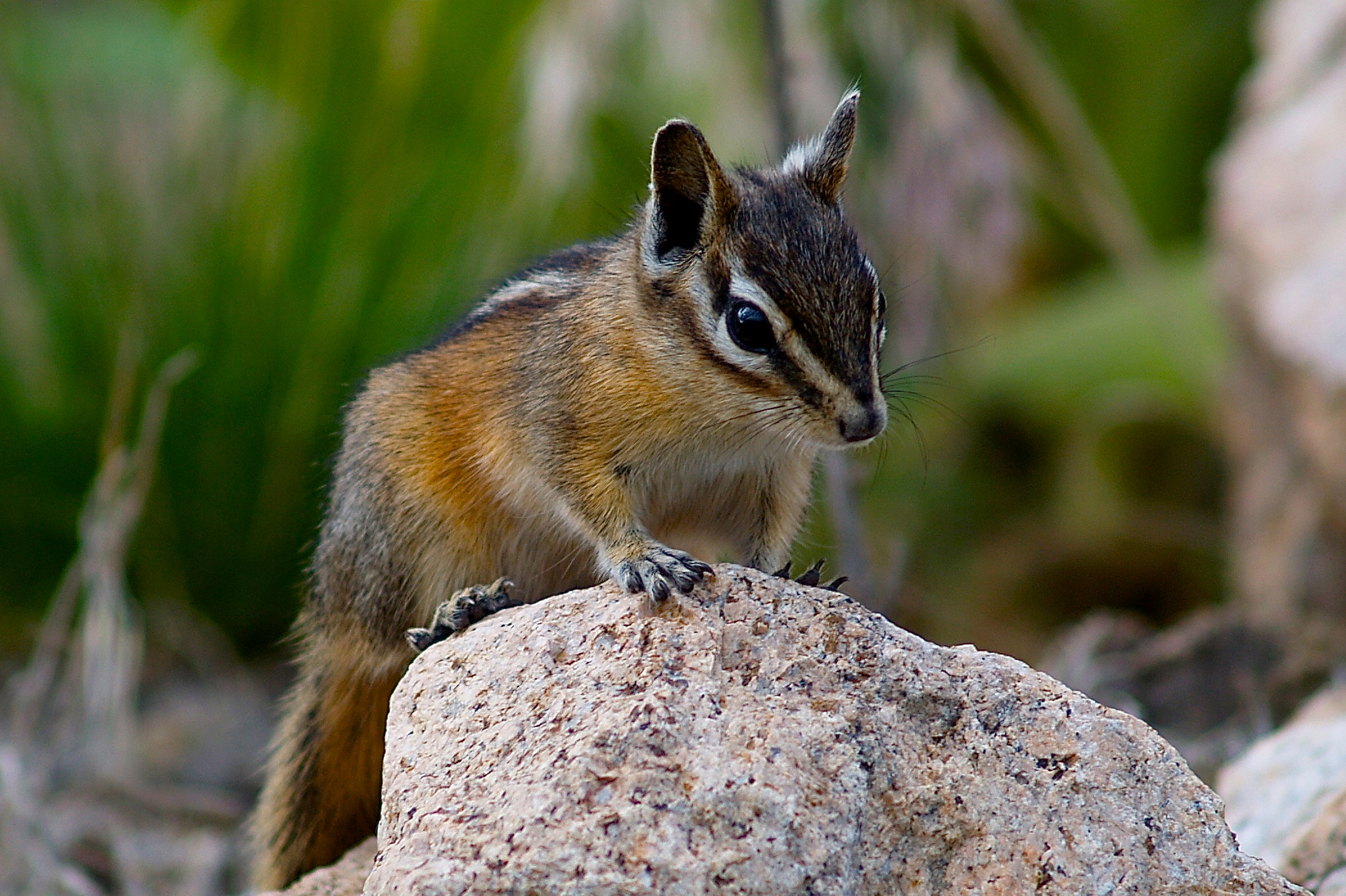 Olympus Zuiko Digital 40-150mm F3.5-4.5 sample photo. Critters photography