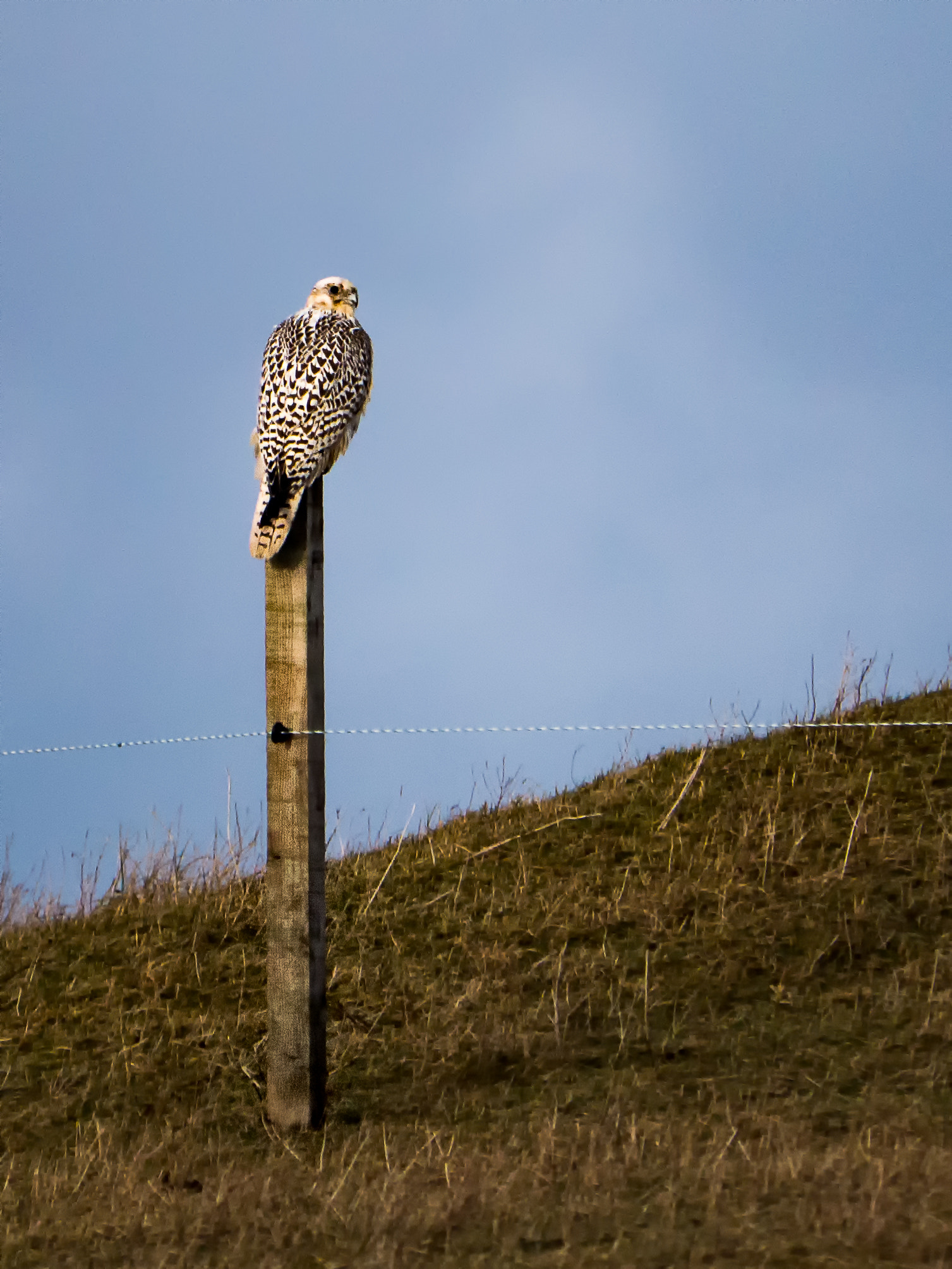 Panasonic Lumix DMC-G7 sample photo. Gyrfalcon photography