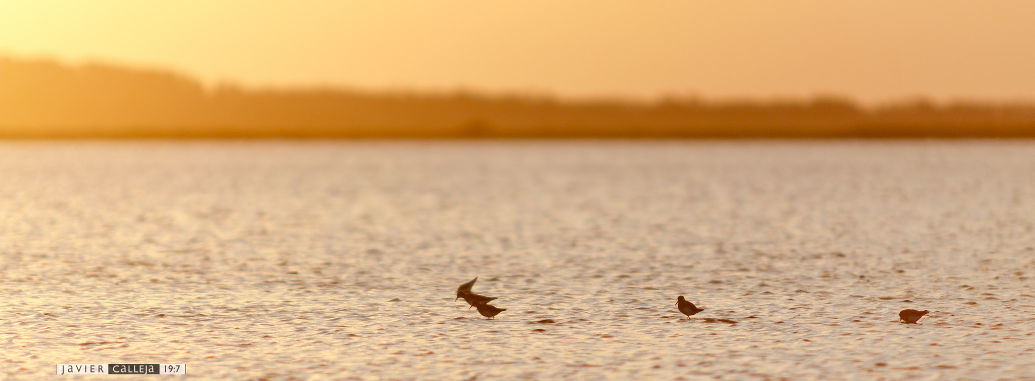 Sigma 70-200mm F2.8 EX DG OS HSM sample photo. Pájaros en la laguna de josé ignacio photography