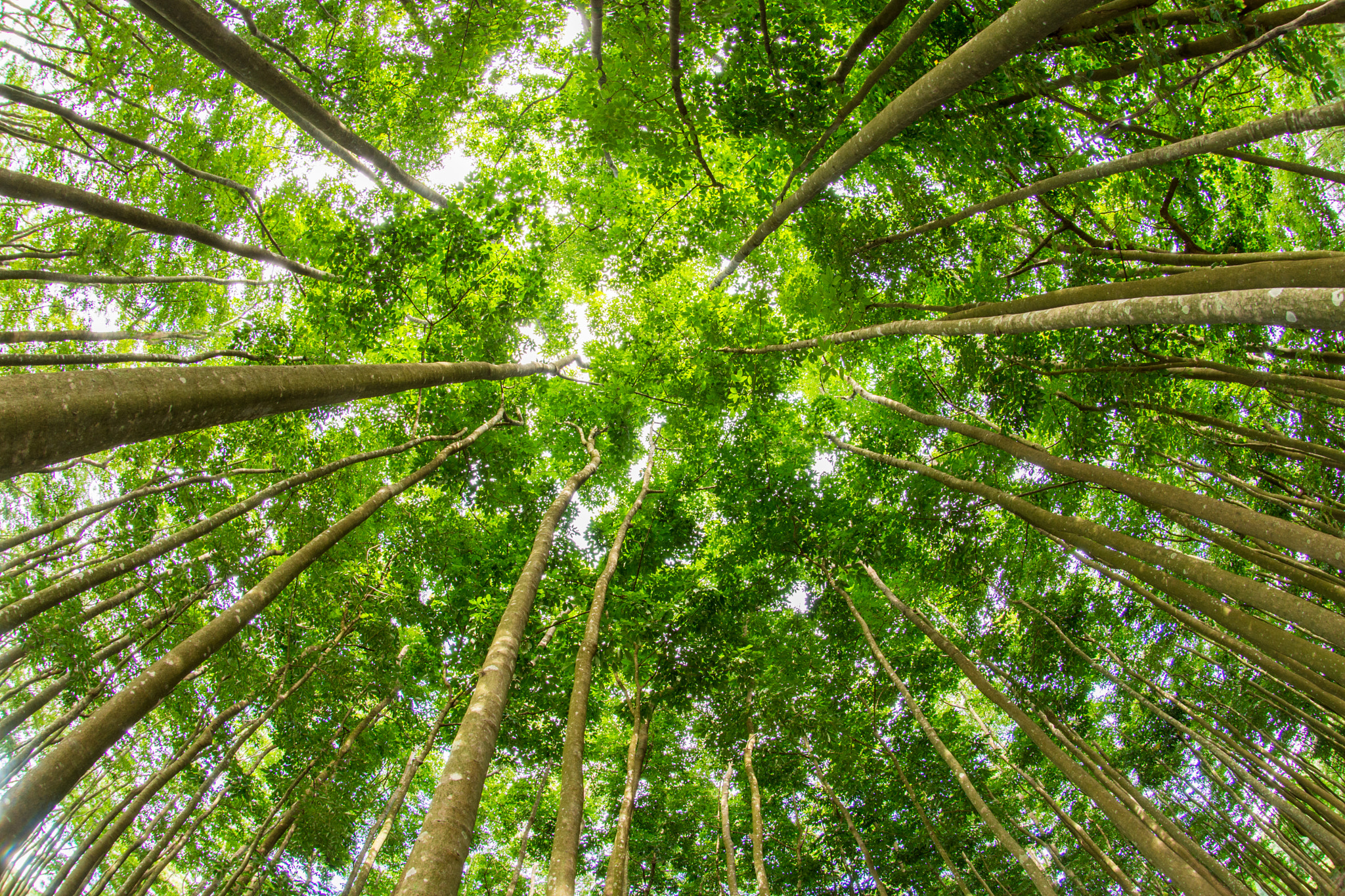 Nikon AF DX Fisheye-Nikkor 10.5mm F2.8G ED sample photo. I believe i can touch the sky photography