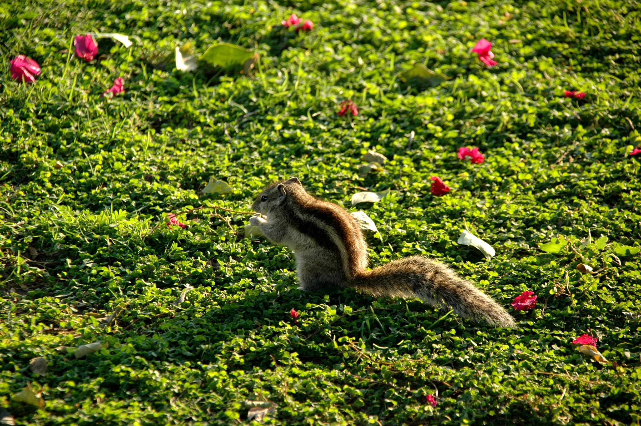 Sigma 18-200mm F3.5-6.3 DC OS HSM sample photo. India - dehli - mehrauli park (qutb minar) 04 photography