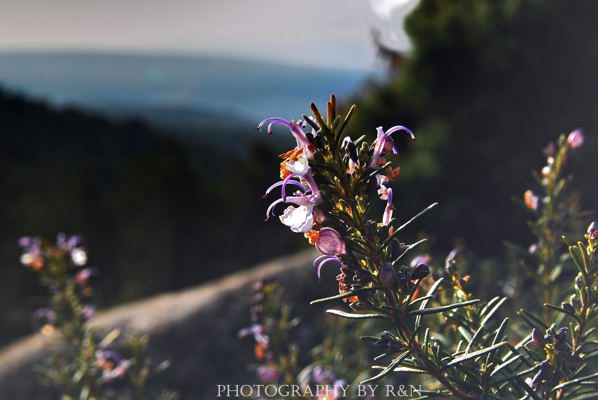 Sigma 17-50mm F2.8 EX DC OS HSM sample photo. Florecilla photography