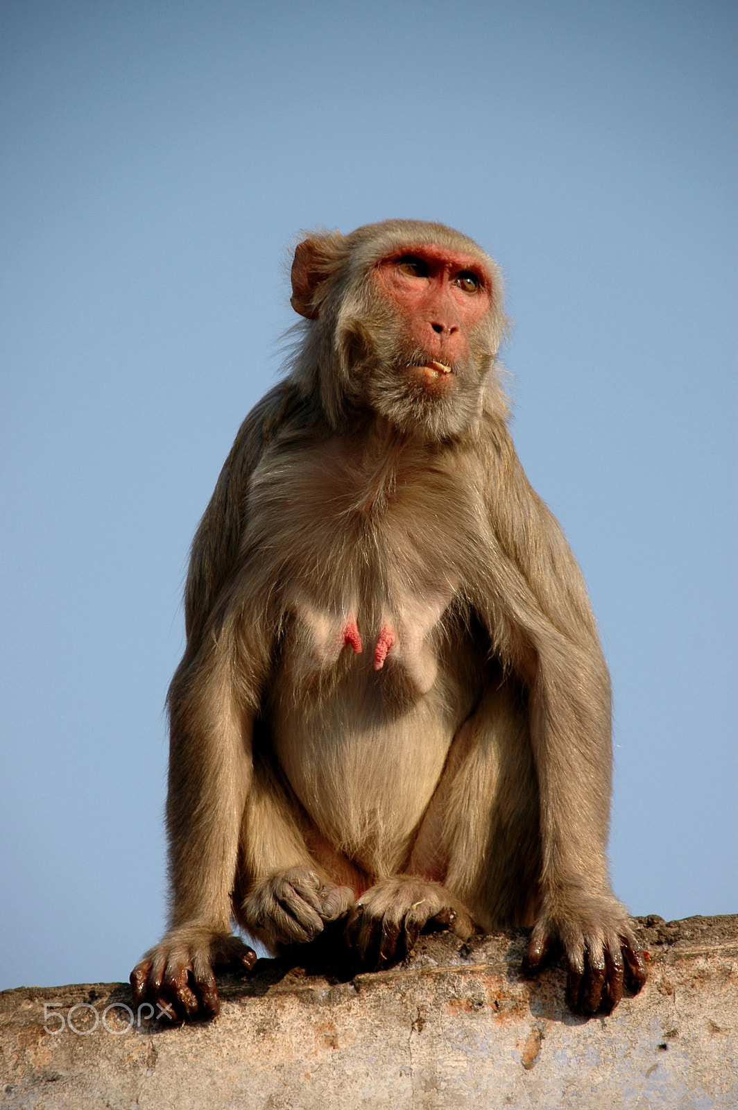 Sigma 18-200mm F3.5-6.3 DC OS HSM sample photo. India - jaipur - amber fort 02 photography