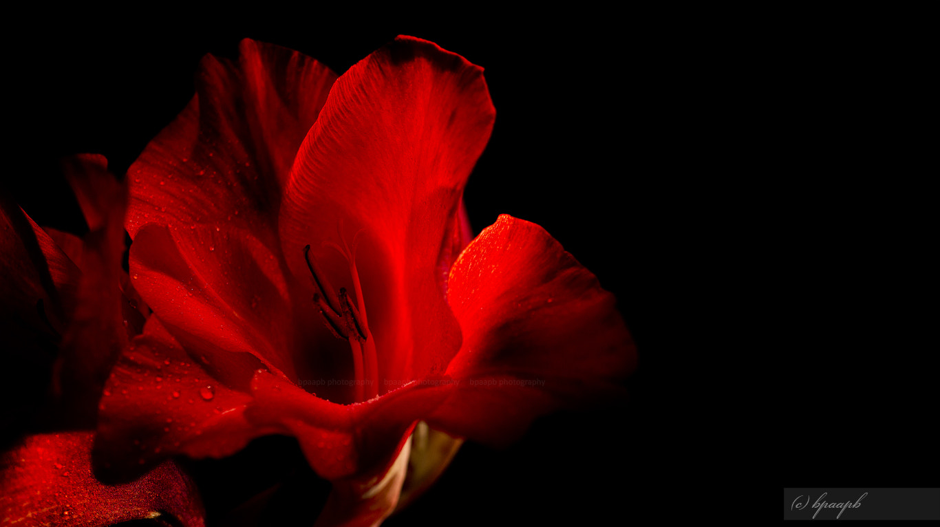 Sony Alpha NEX-5 + Sony E 30mm F3.5 Macro sample photo. ...gladiole ...remember photography