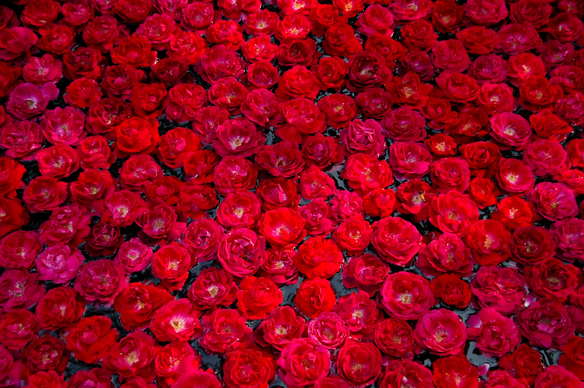 Sigma 18-200mm F3.5-6.3 DC OS HSM sample photo. India - jaipur - flowers photography