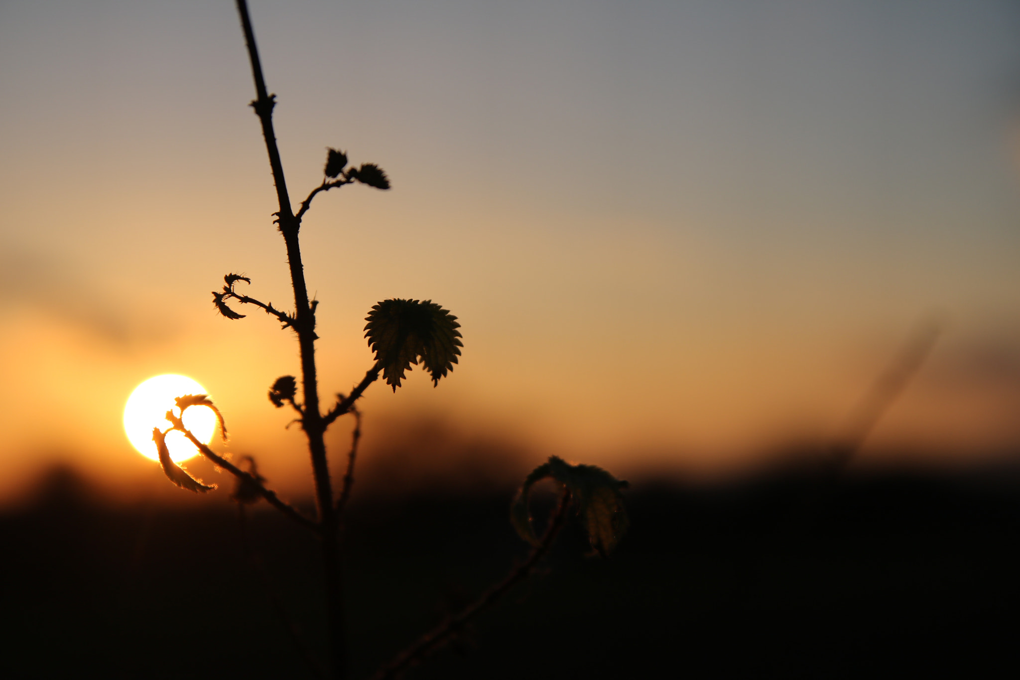 Canon EOS 760D (EOS Rebel T6s / EOS 8000D) + Tamron SP AF 17-50mm F2.8 XR Di II LD Aspherical (IF) sample photo. Pflanze mit sonnenuntergang photography