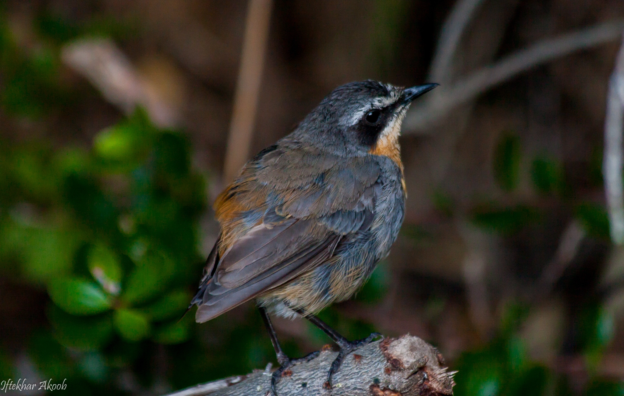 Canon EOS 30D + Canon EF 70-300mm F4-5.6 IS USM sample photo. A bird in the... photography