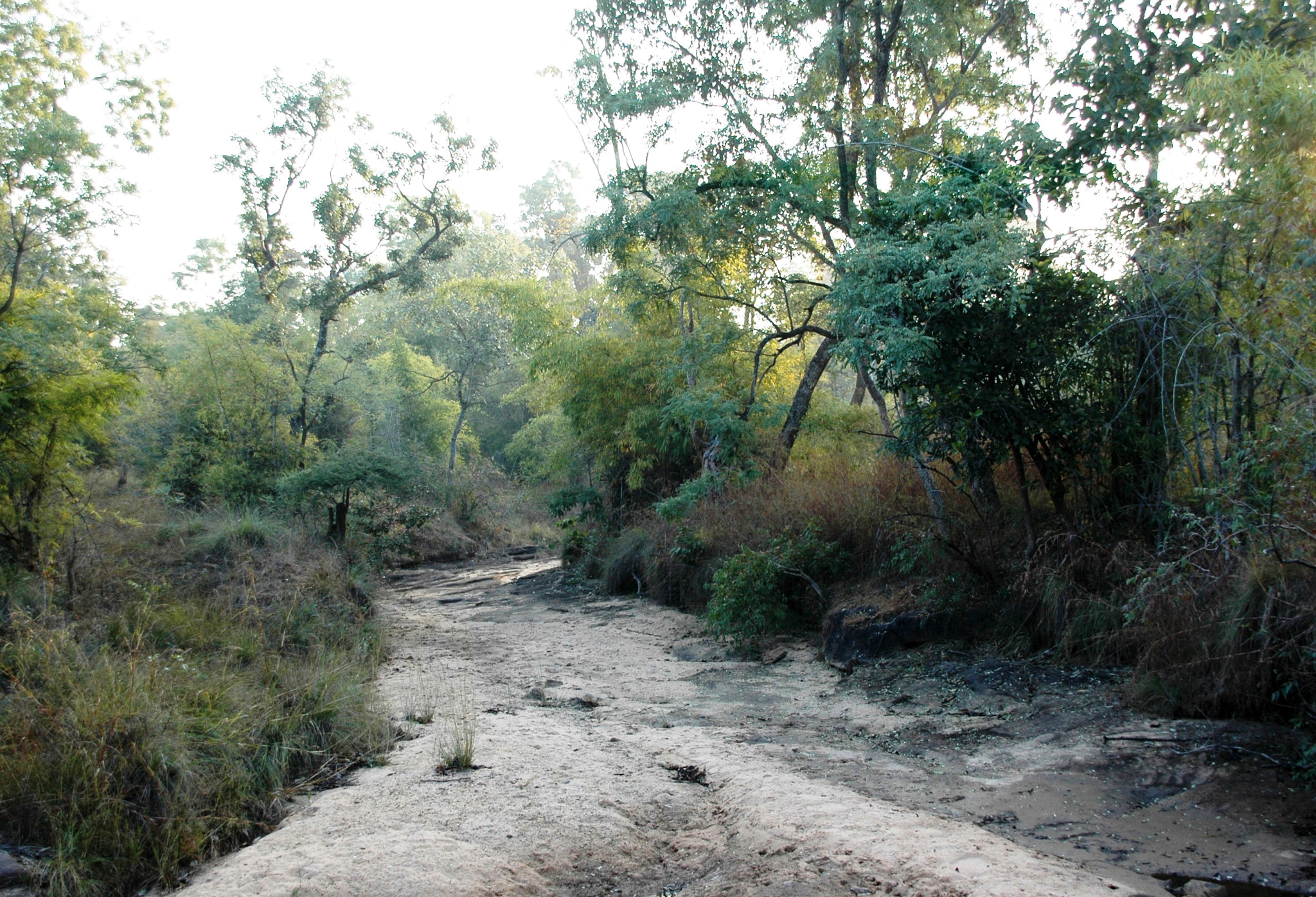 Sigma 18-200mm F3.5-6.3 DC OS HSM sample photo. India - bandhavgarh 01 photography
