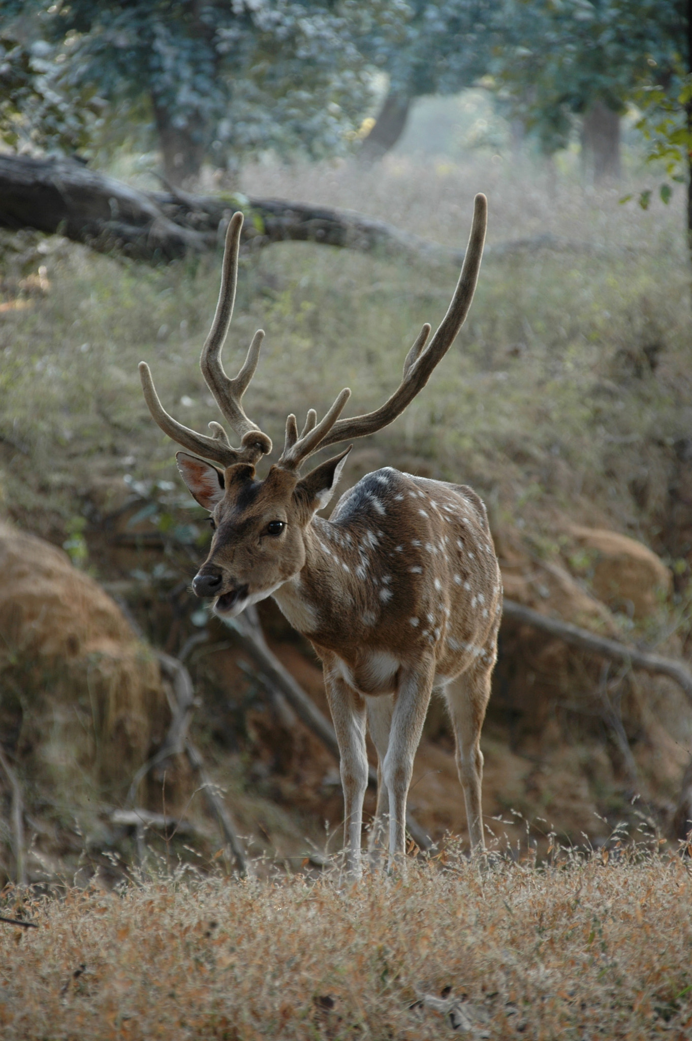 Sigma 18-200mm F3.5-6.3 DC OS HSM sample photo. India - bandhavgarh 03 photography