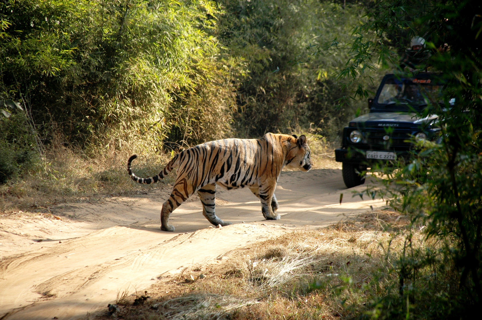 Sigma 18-200mm F3.5-6.3 DC OS HSM sample photo. India - bandhavgarh 07 photography