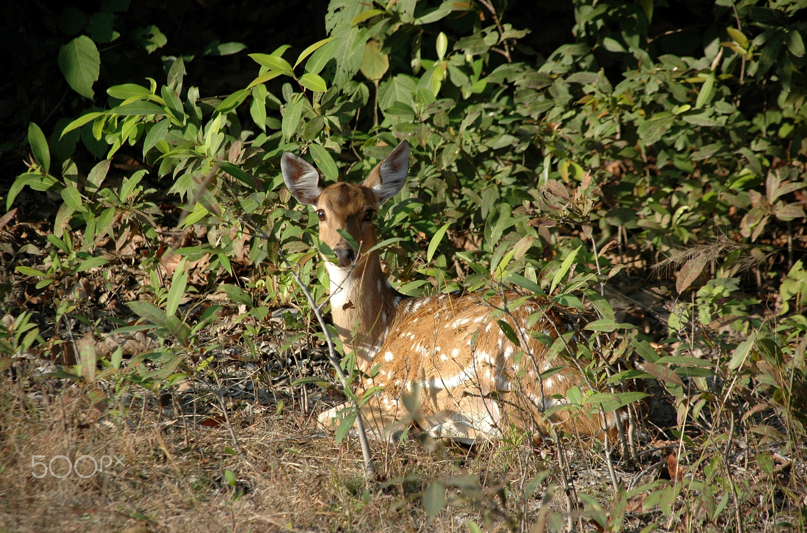 Sigma 18-200mm F3.5-6.3 DC OS HSM sample photo. India - bandhavgarh 08 photography