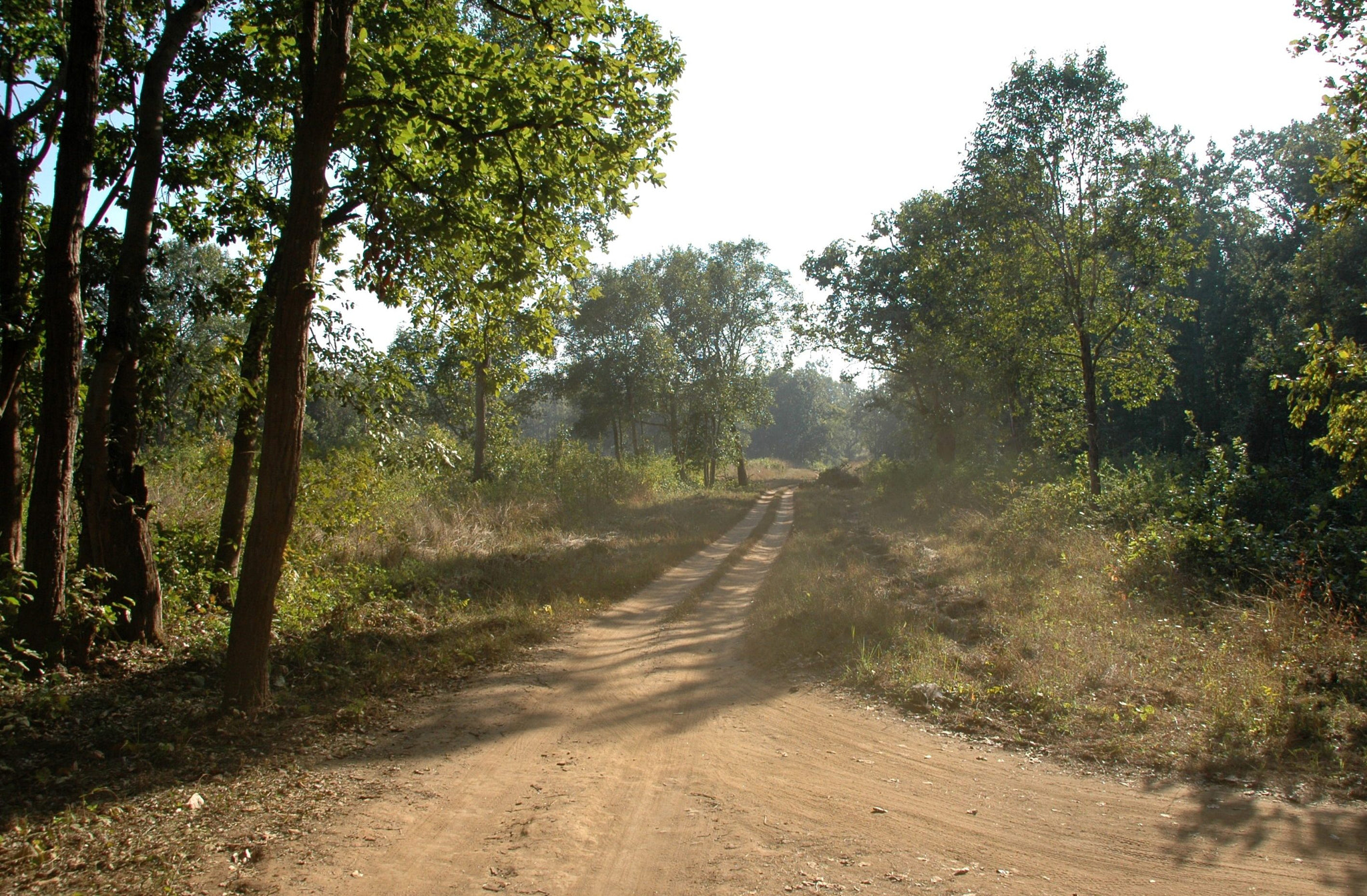 Sigma 18-200mm F3.5-6.3 DC OS HSM sample photo. India - kanha 01 photography
