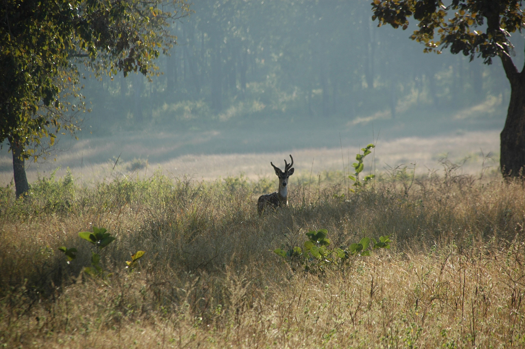 Sigma 18-200mm F3.5-6.3 DC OS HSM sample photo. India - kanha 02 photography
