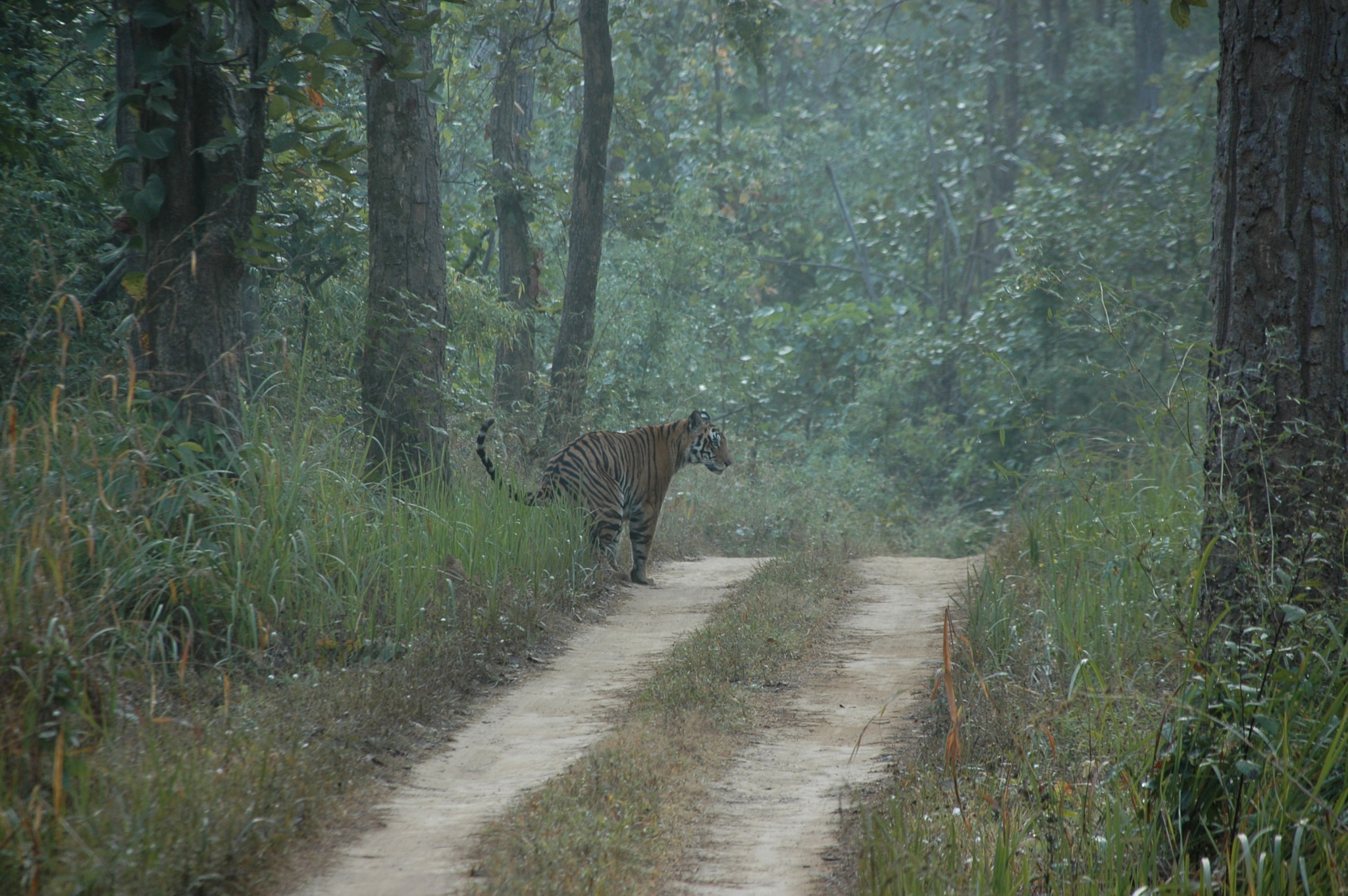 Sigma 18-200mm F3.5-6.3 DC OS HSM sample photo. India - kanha 05 photography