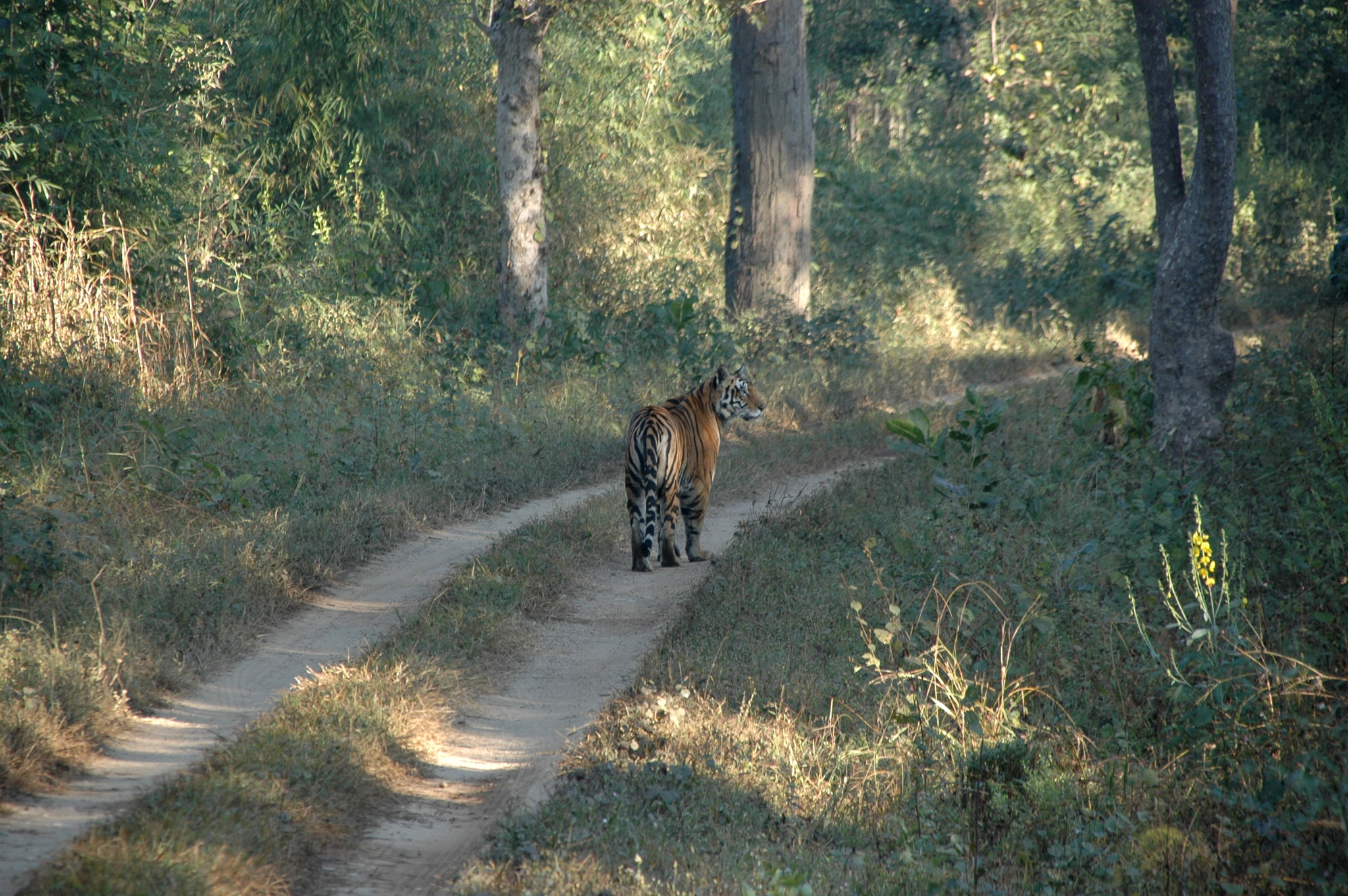 Sigma 18-200mm F3.5-6.3 DC OS HSM sample photo. India - kanha 06 photography