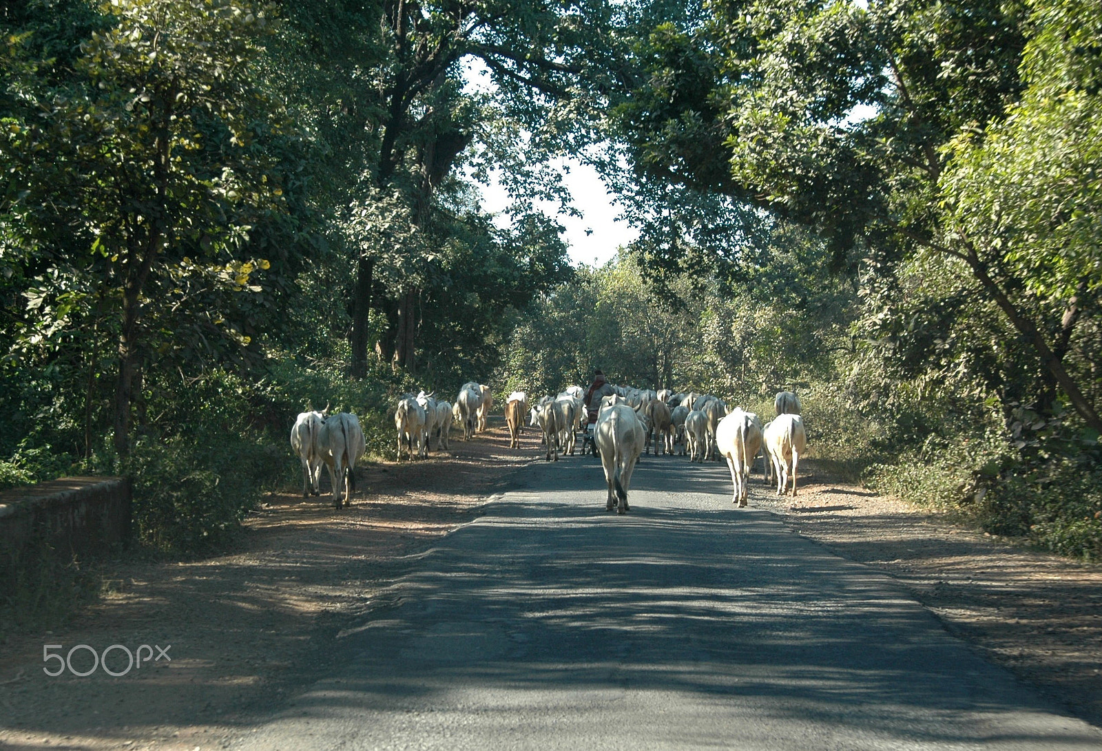 Sigma 18-200mm F3.5-6.3 DC OS HSM sample photo. India - banjaar tola-nagpur photography