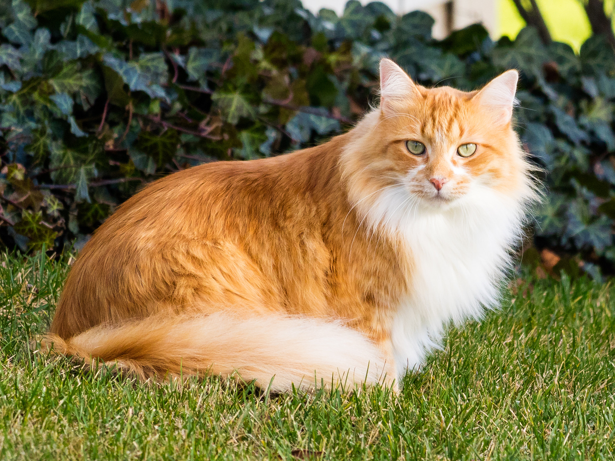 Canon EOS M3 sample photo. Fluffy cat photography
