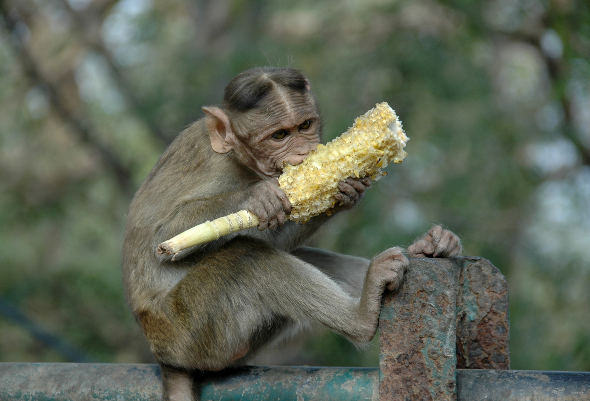 Sigma 18-200mm F3.5-6.3 DC OS HSM sample photo. India - mumbai - elephanta island 03 photography