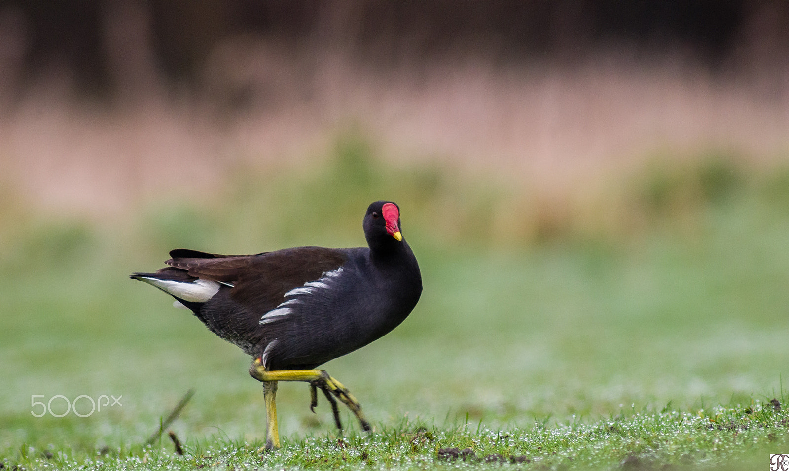smc PENTAX-F 35-70mm F3.5-4.5 sample photo. Moorhen #3 photography