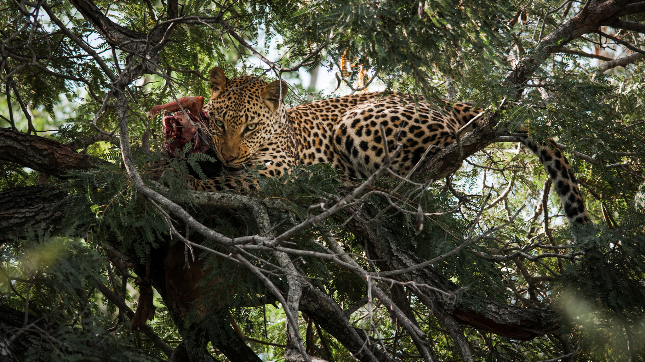 Sigma 150-500mm F5-6.3 DG OS HSM sample photo. This is mine photography