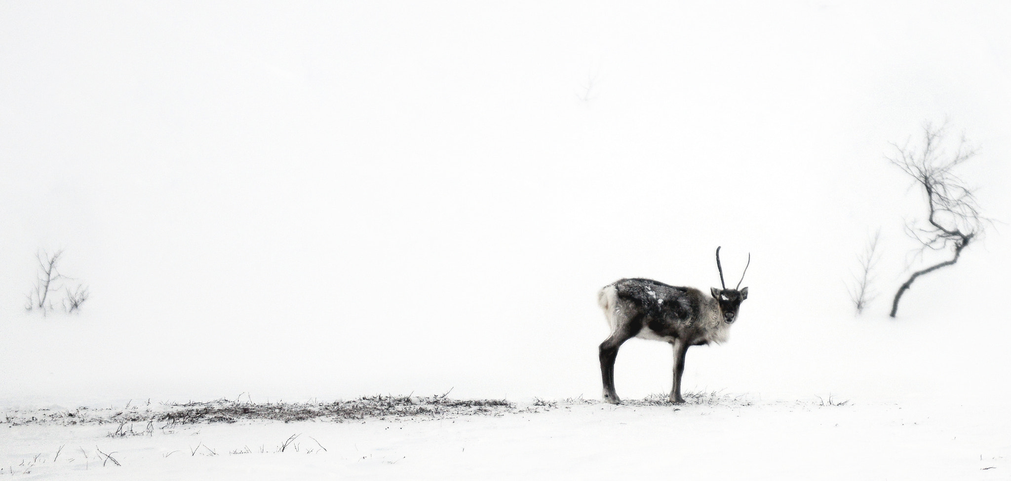 AF Nikkor 50mm f/1.4 + 1.4x sample photo. Reindeer in arctic circle photography